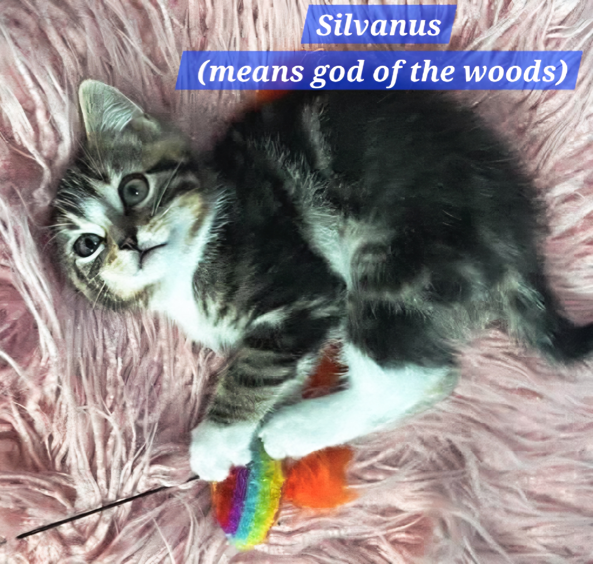 Silvanus - (mom Tryphena)