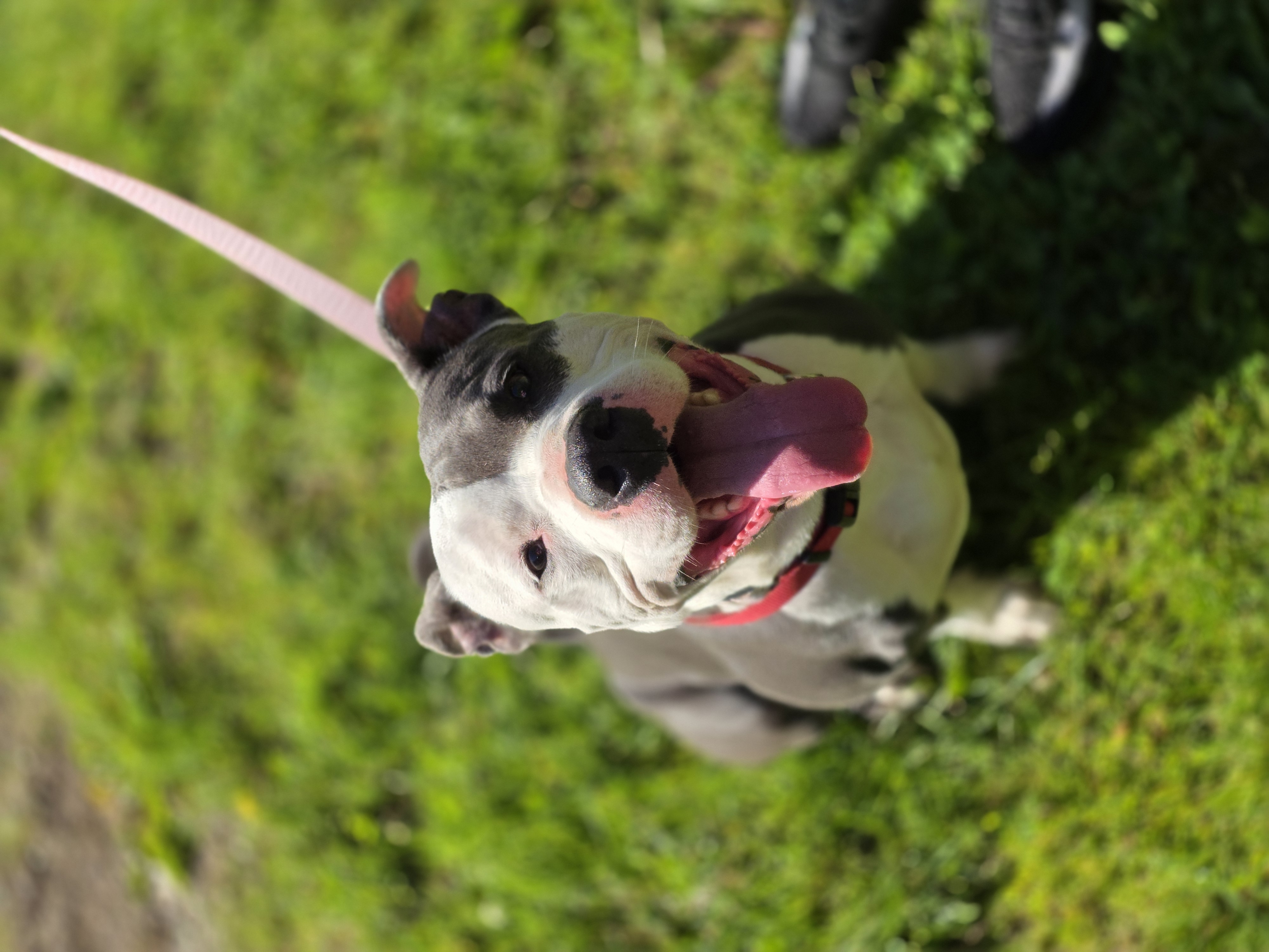 AMERICAN PIT BULL TERRIER