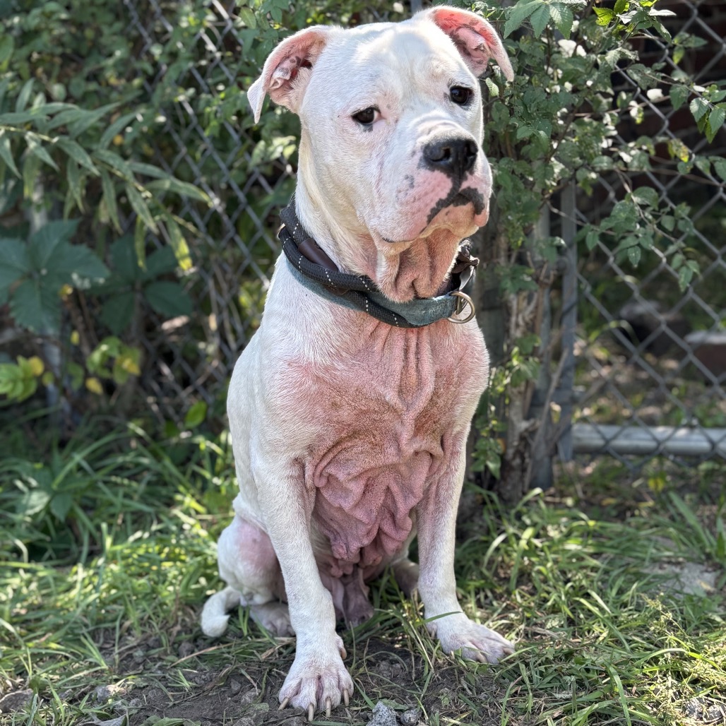 AMERICAN PIT BULL TERRIER