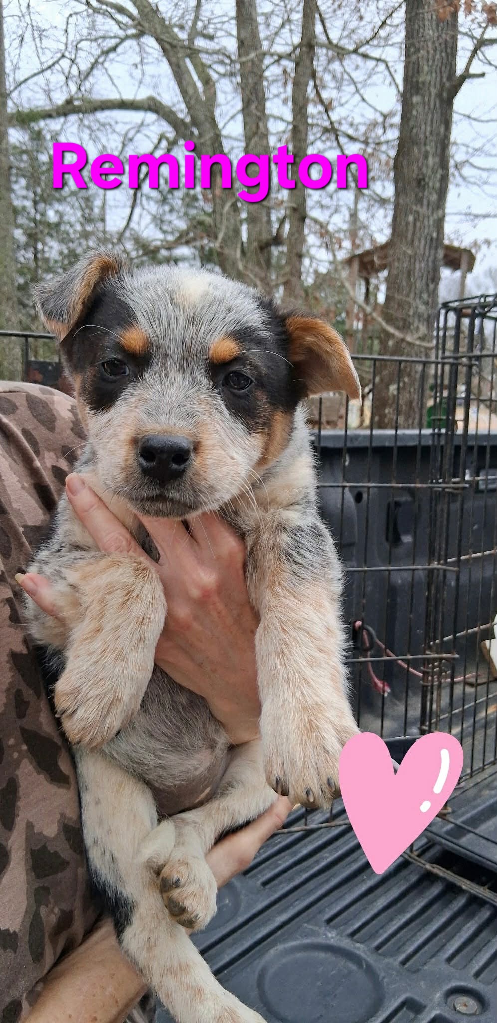 AUSTRALIAN CATTLE DOG