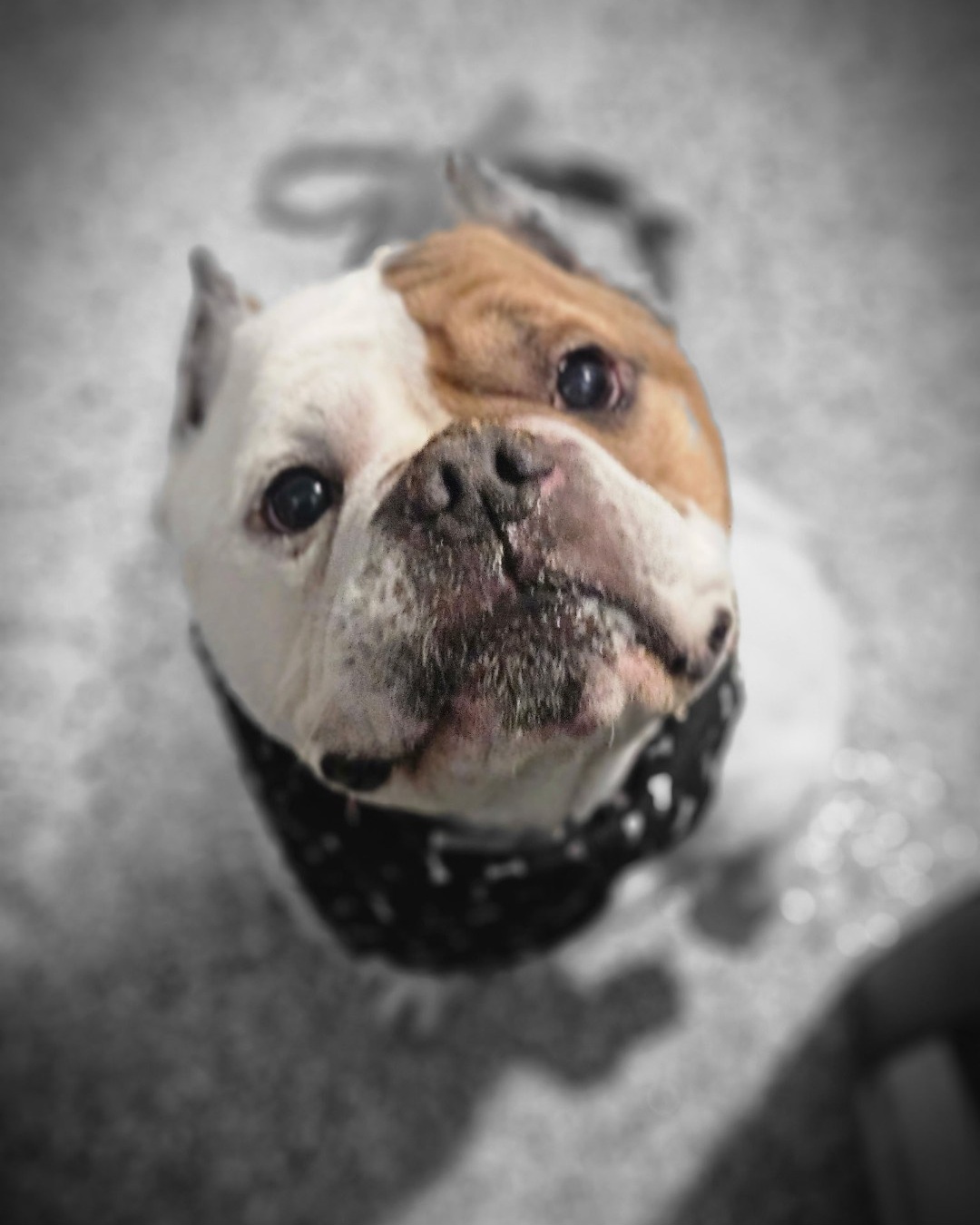 AMERICAN STAFFORDSHIRE TERRIER, AMERICAN BULLY