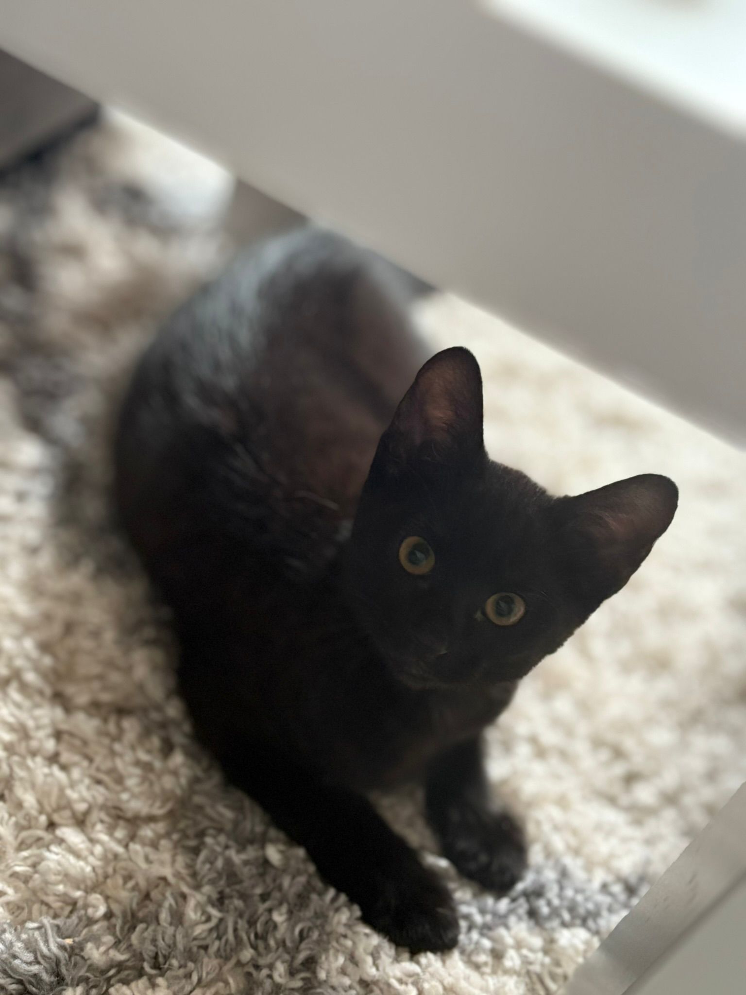 Kevin