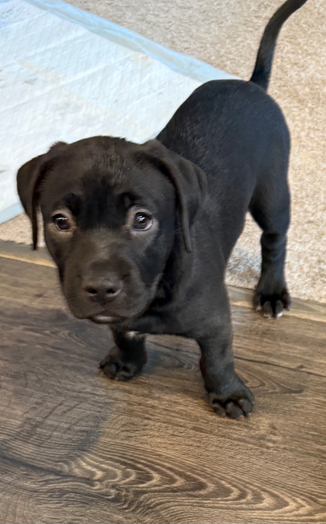 AMERICAN PIT BULL TERRIER, CANE CORSO, LABRADOR RETRIEVER