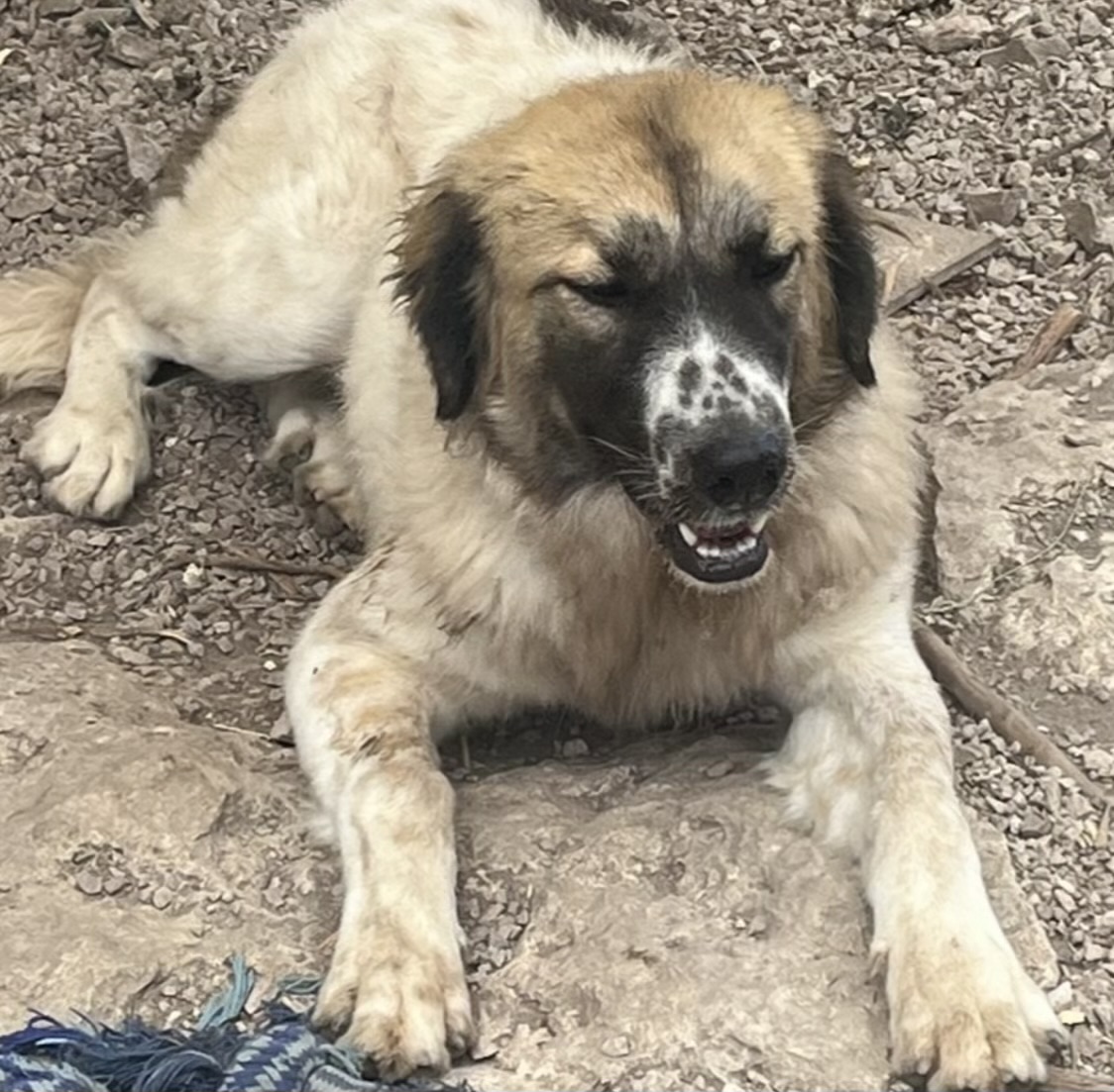 Adopt Belinda NA Bess - Female Great Pyrenees in Austin, TX | Texas ...