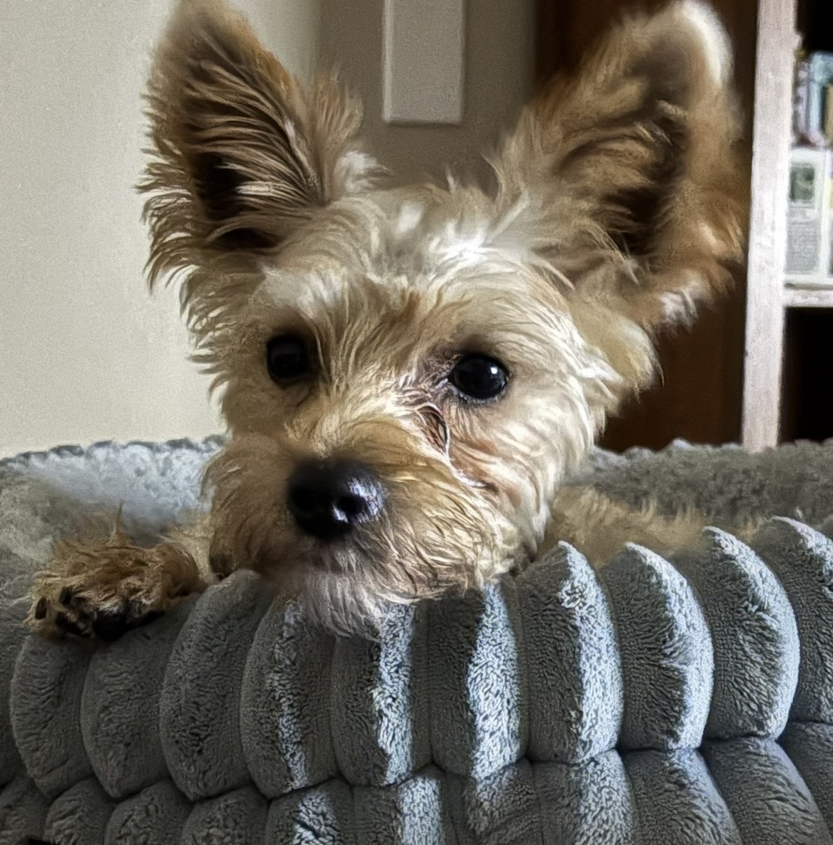 Buddy