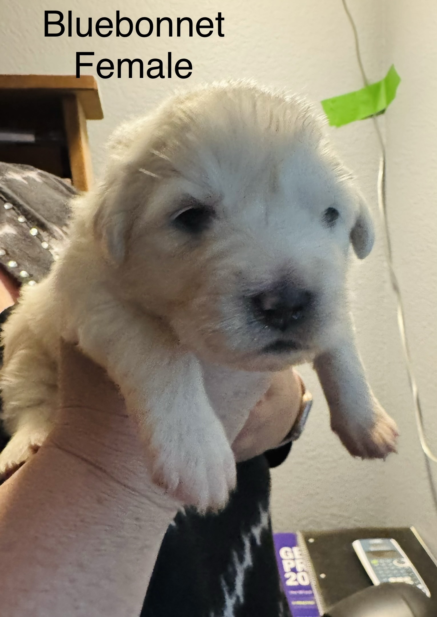 Bluebonnet  of the Wildflower Litter