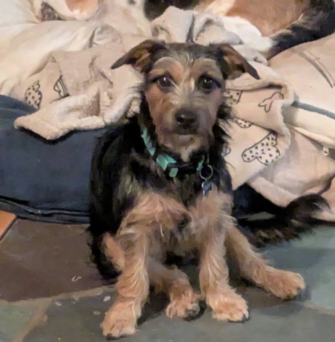 Cora