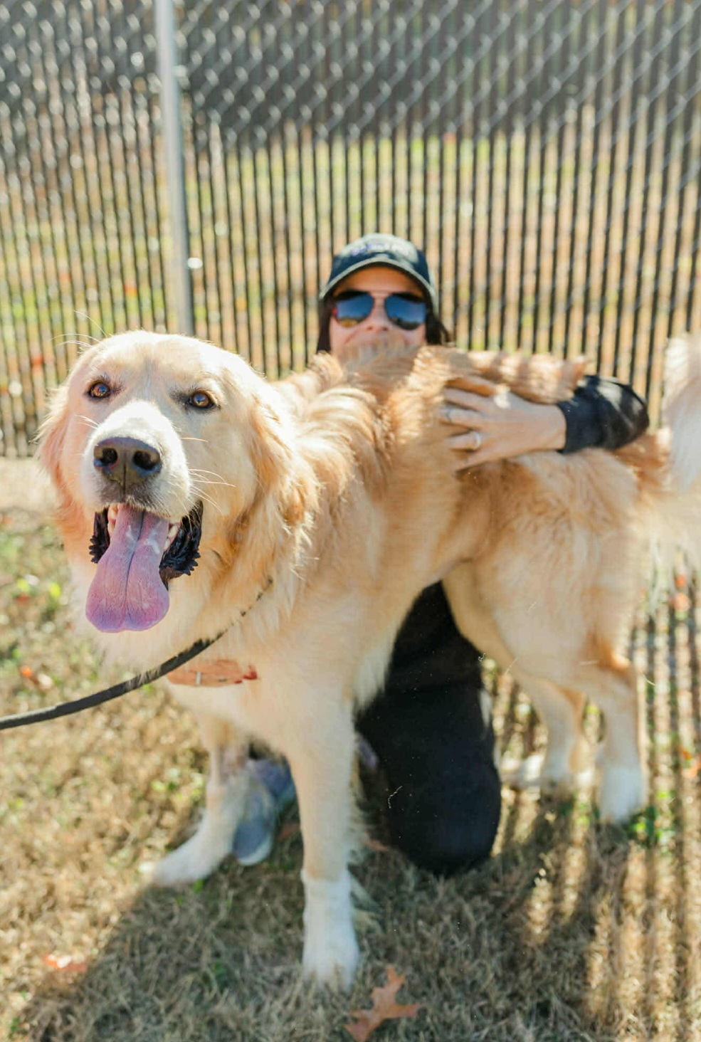 GREAT PYRENEES, GOLDEN RETRIEVER