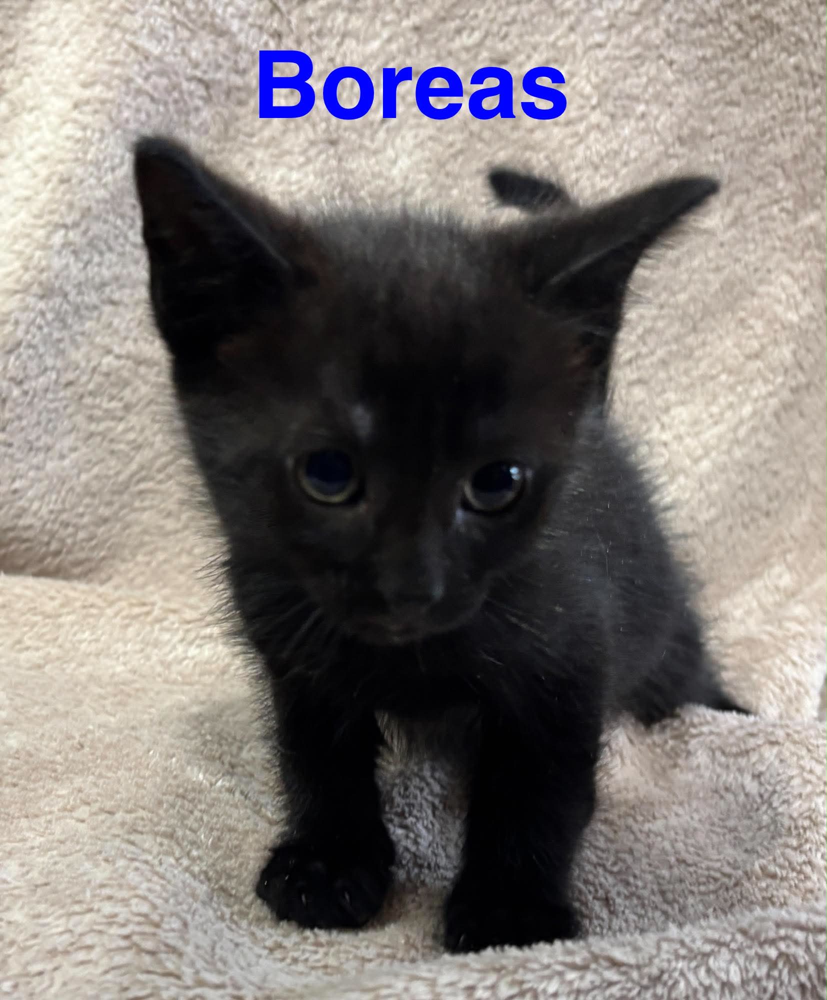  Boreas - (mom Breeze)