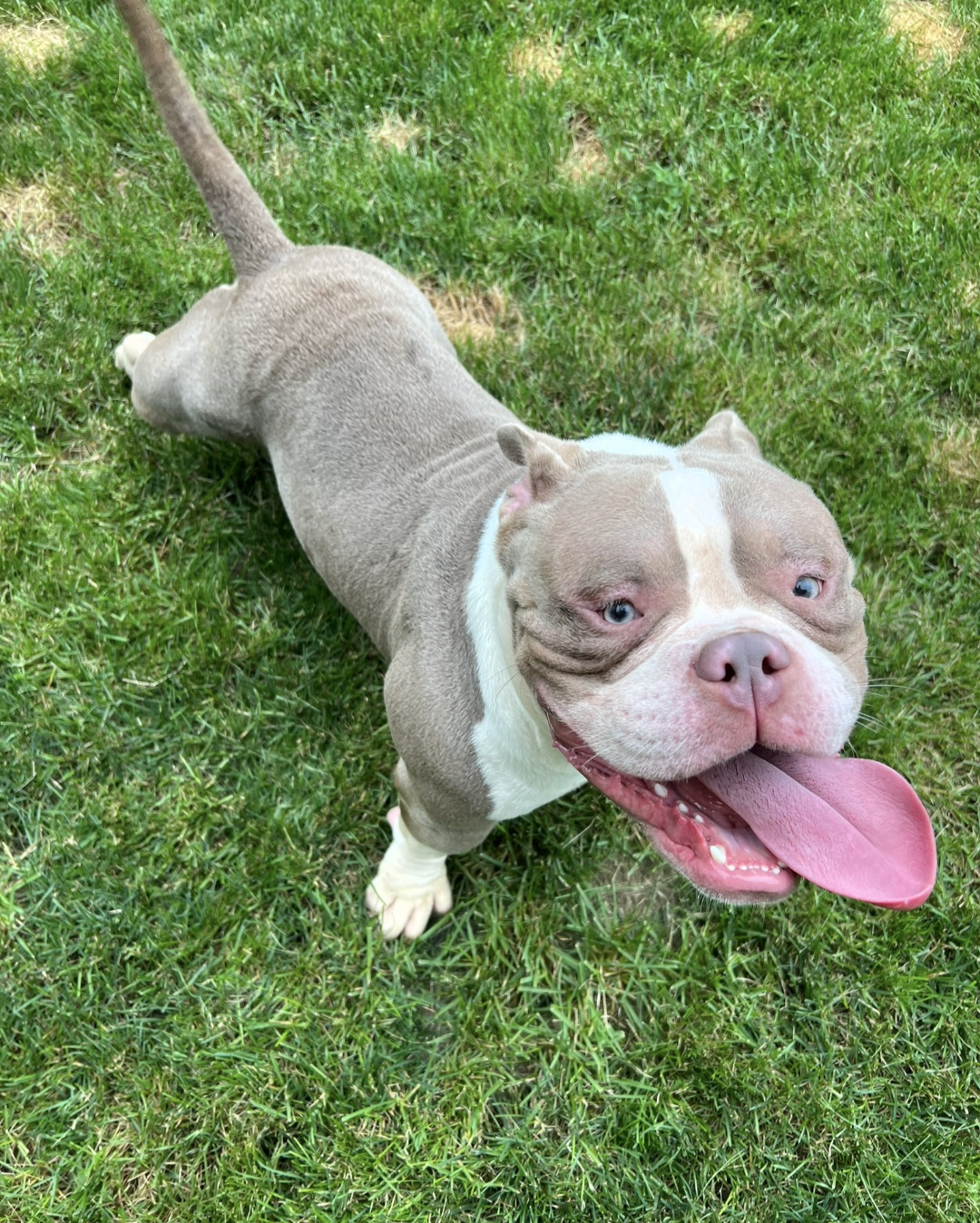 AMERICAN STAFFORDSHIRE TERRIER