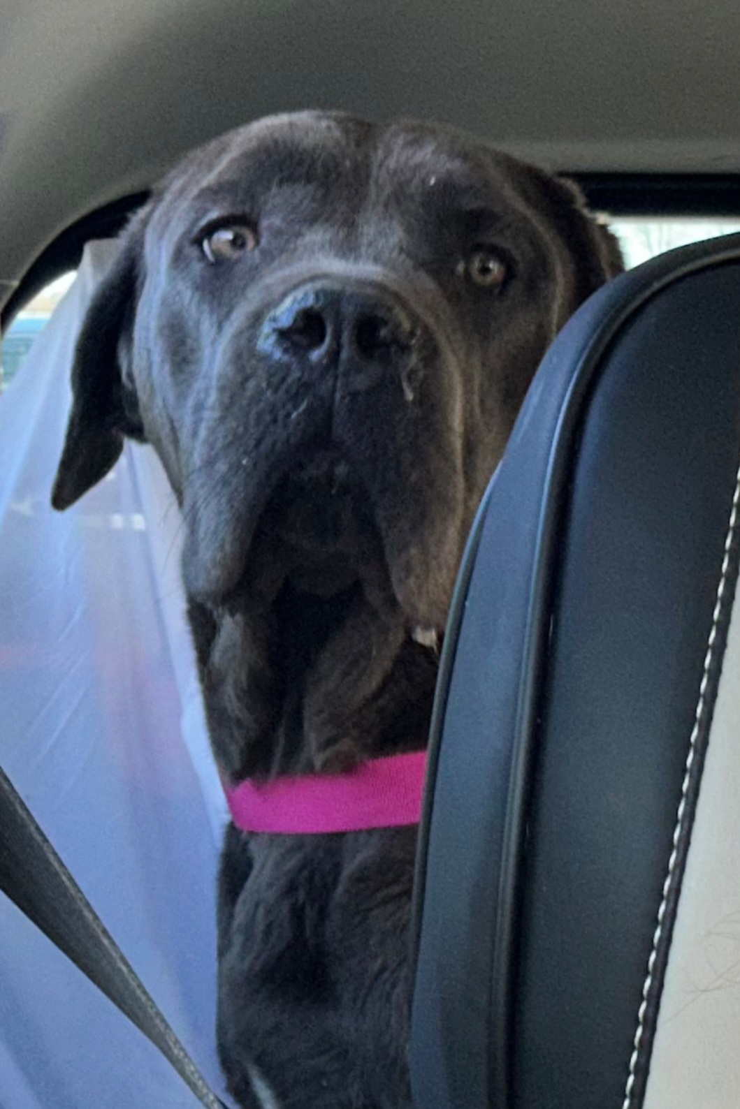 CANE CORSO, MASTIFF