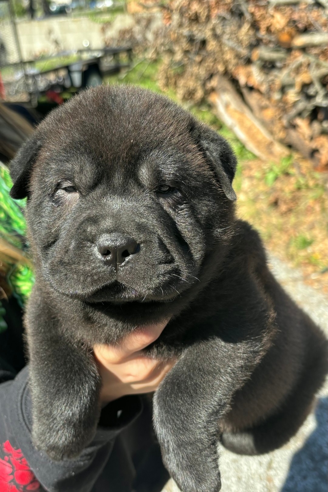 CHINESE SHAR PEI