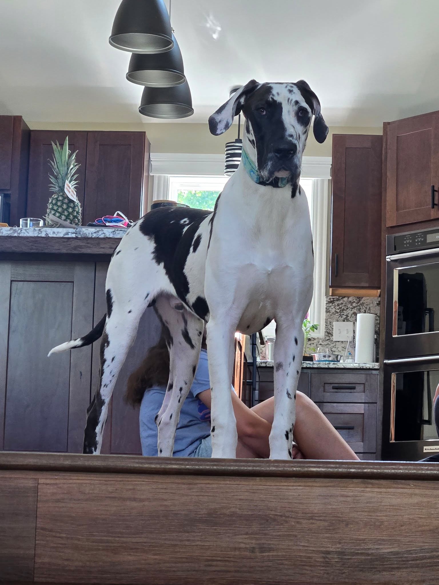 GREAT DANE
