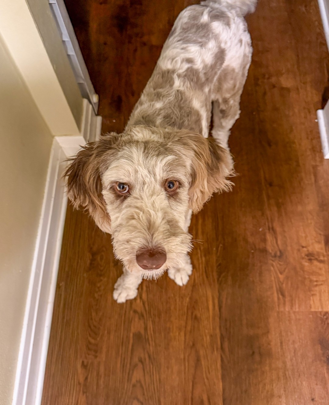 AUSSIEDOODLE
