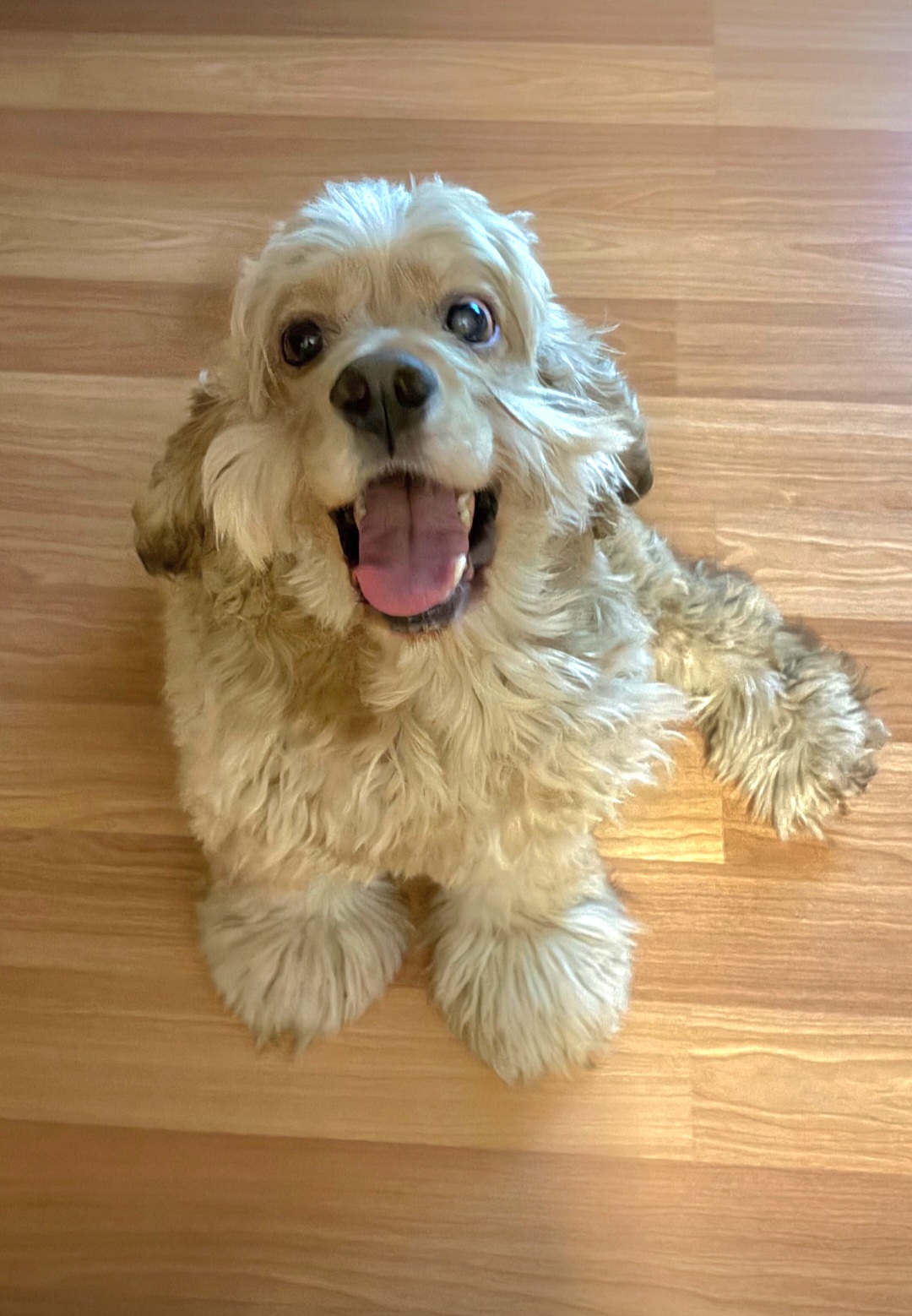 COCKER SPANIEL