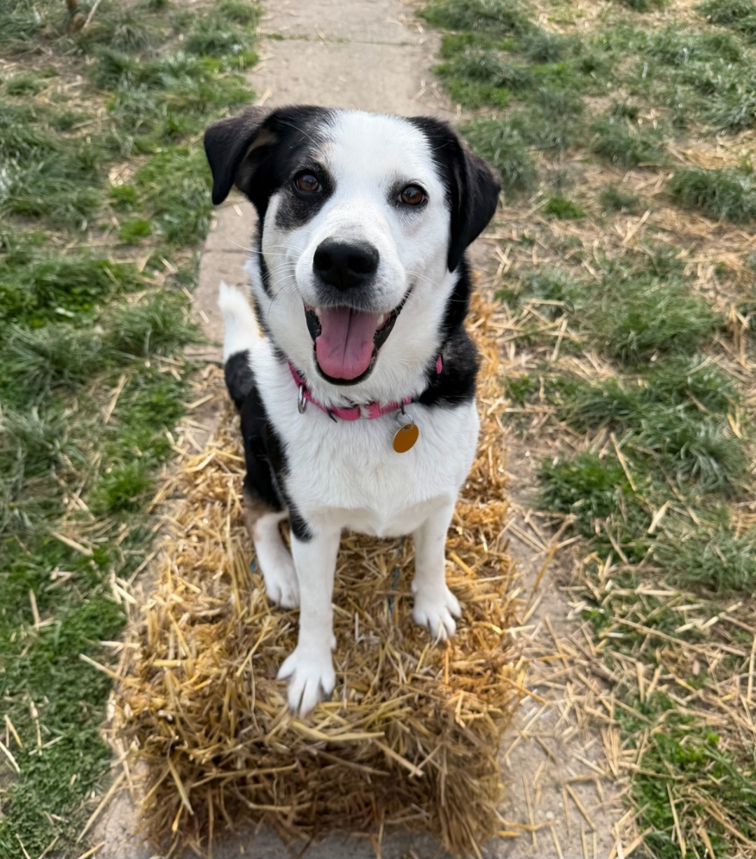 SIBERIAN HUSKY, POMERANIAN