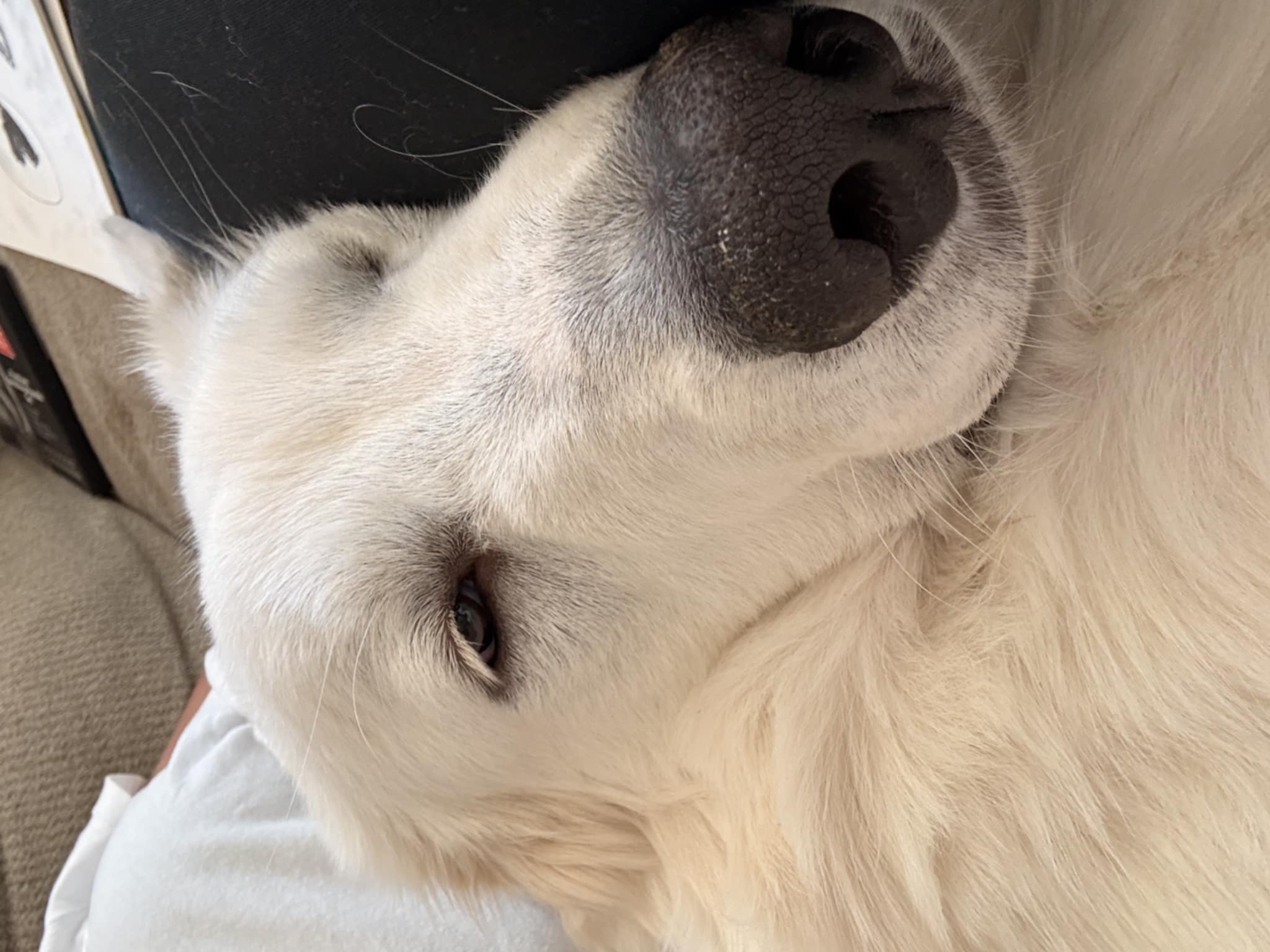 Otis