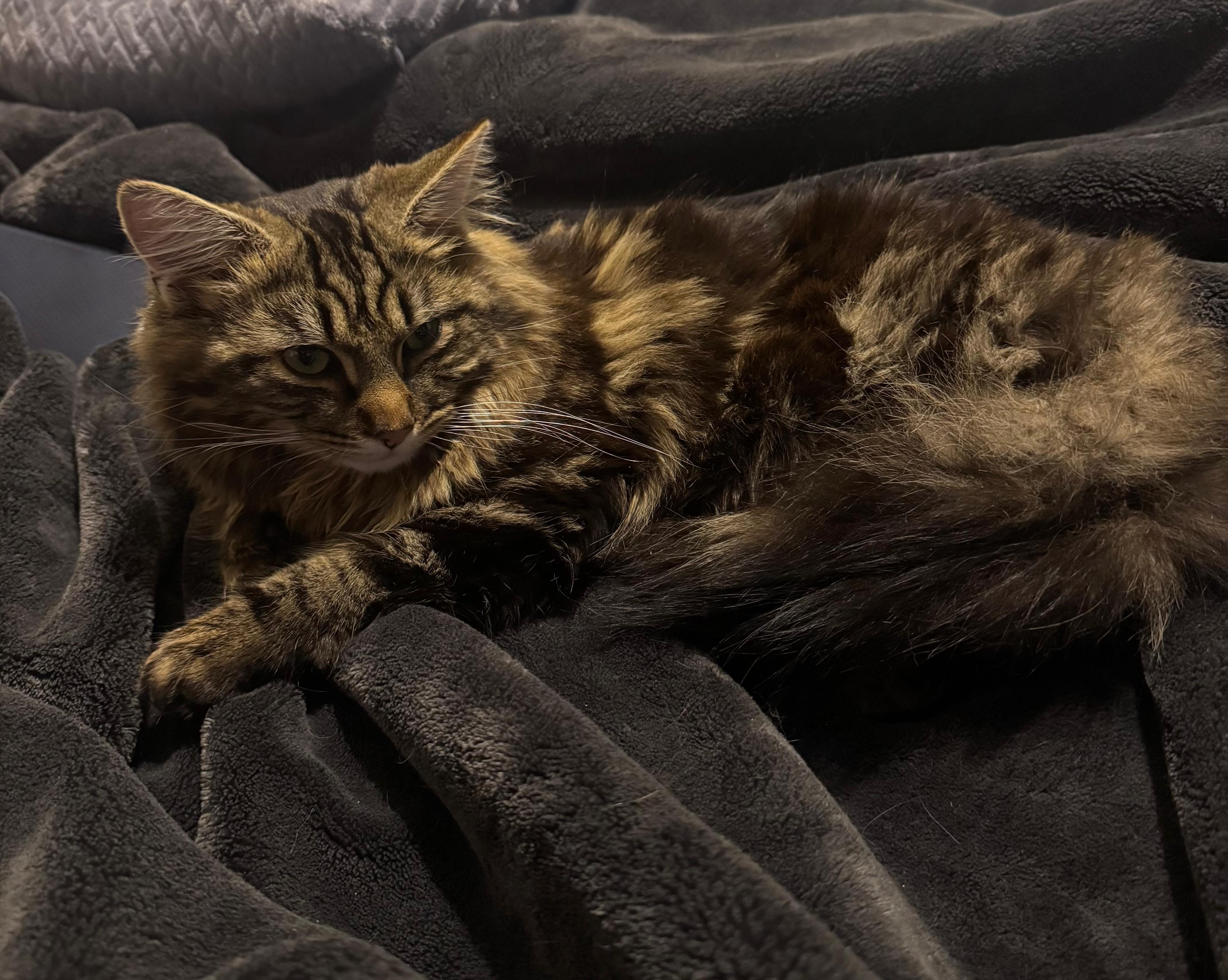 Mowgli