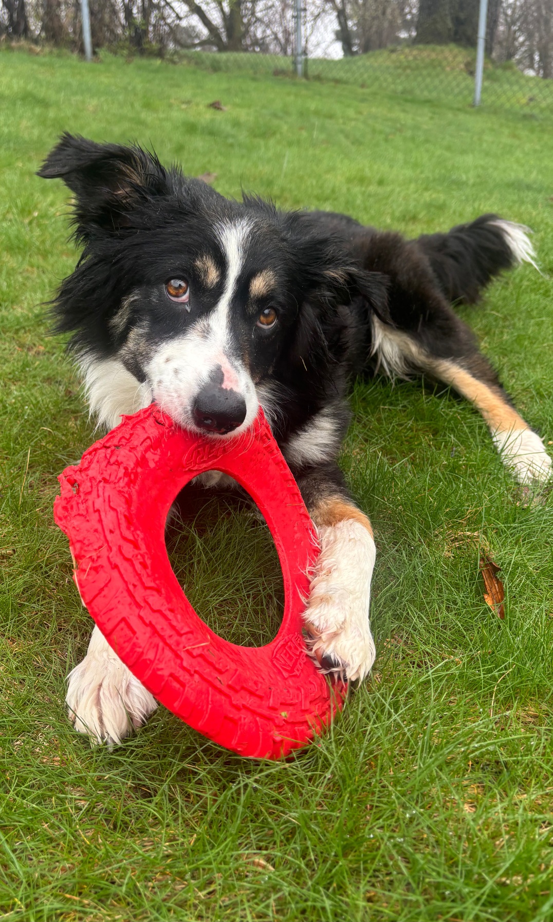 AUSTRALIAN SHEPHERD, BORDER COLLIE