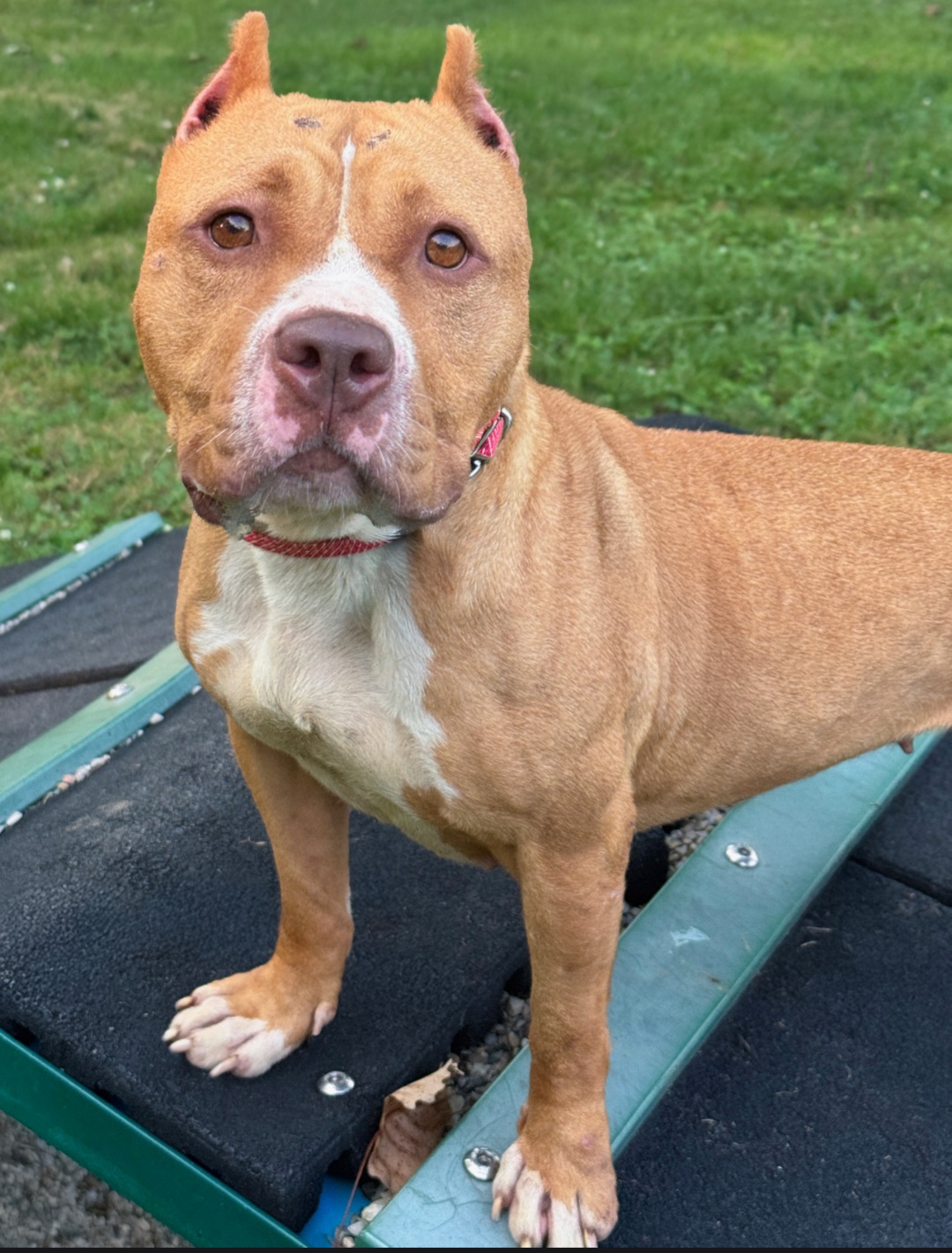 AMERICAN STAFFORDSHIRE TERRIER