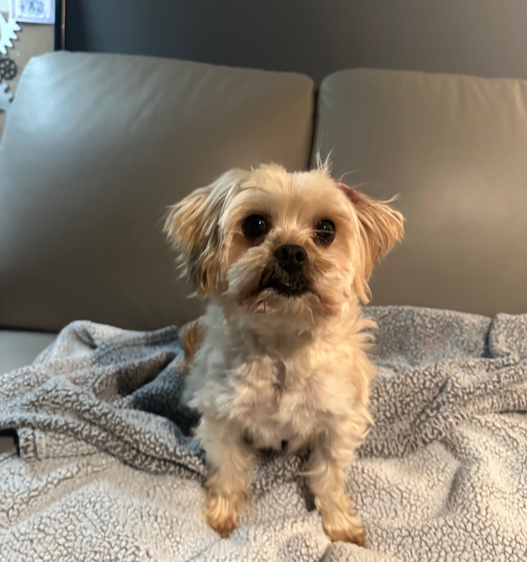 MINIATURE POODLE, SHIH TZU