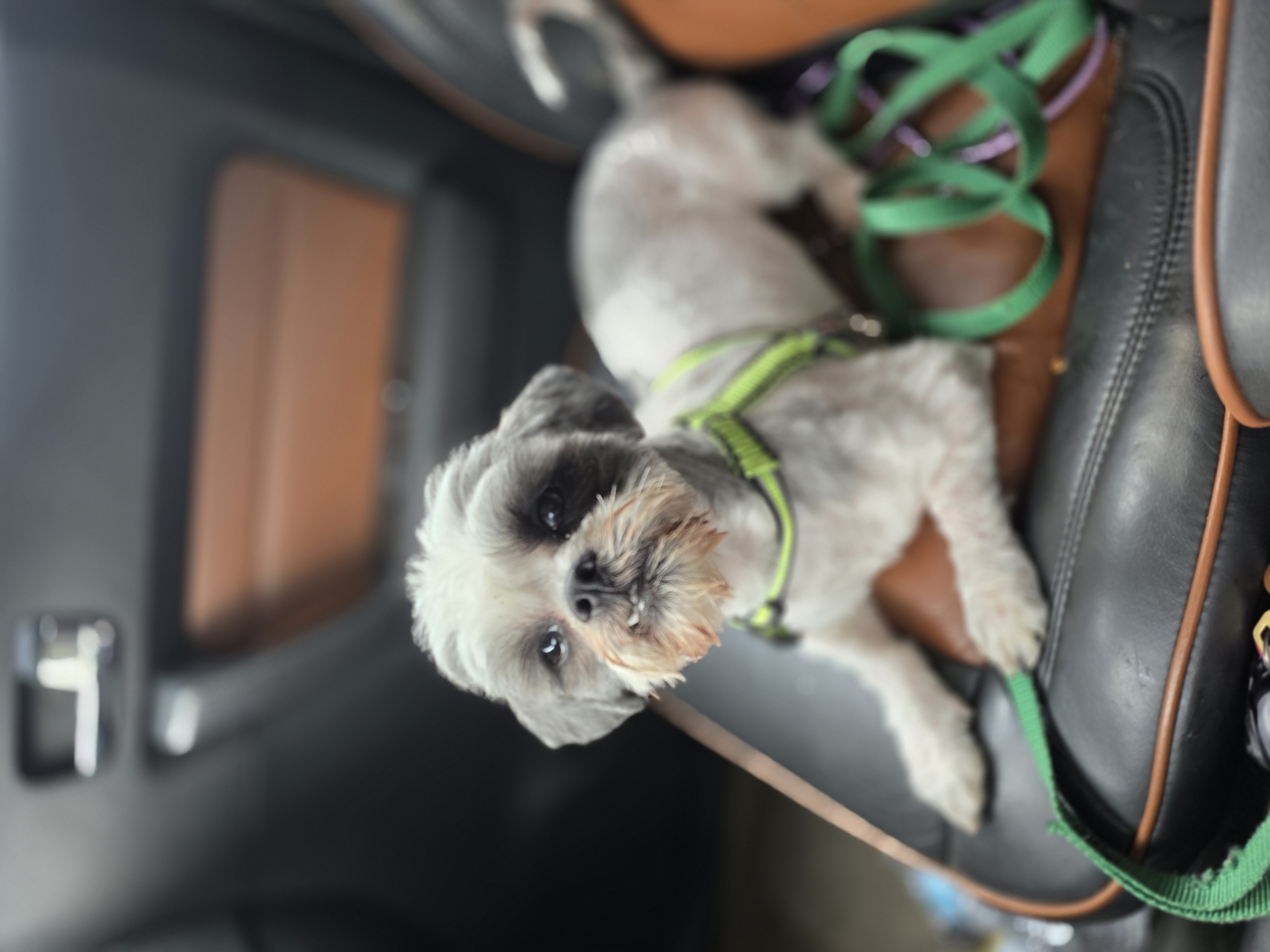 SHIH TZU
