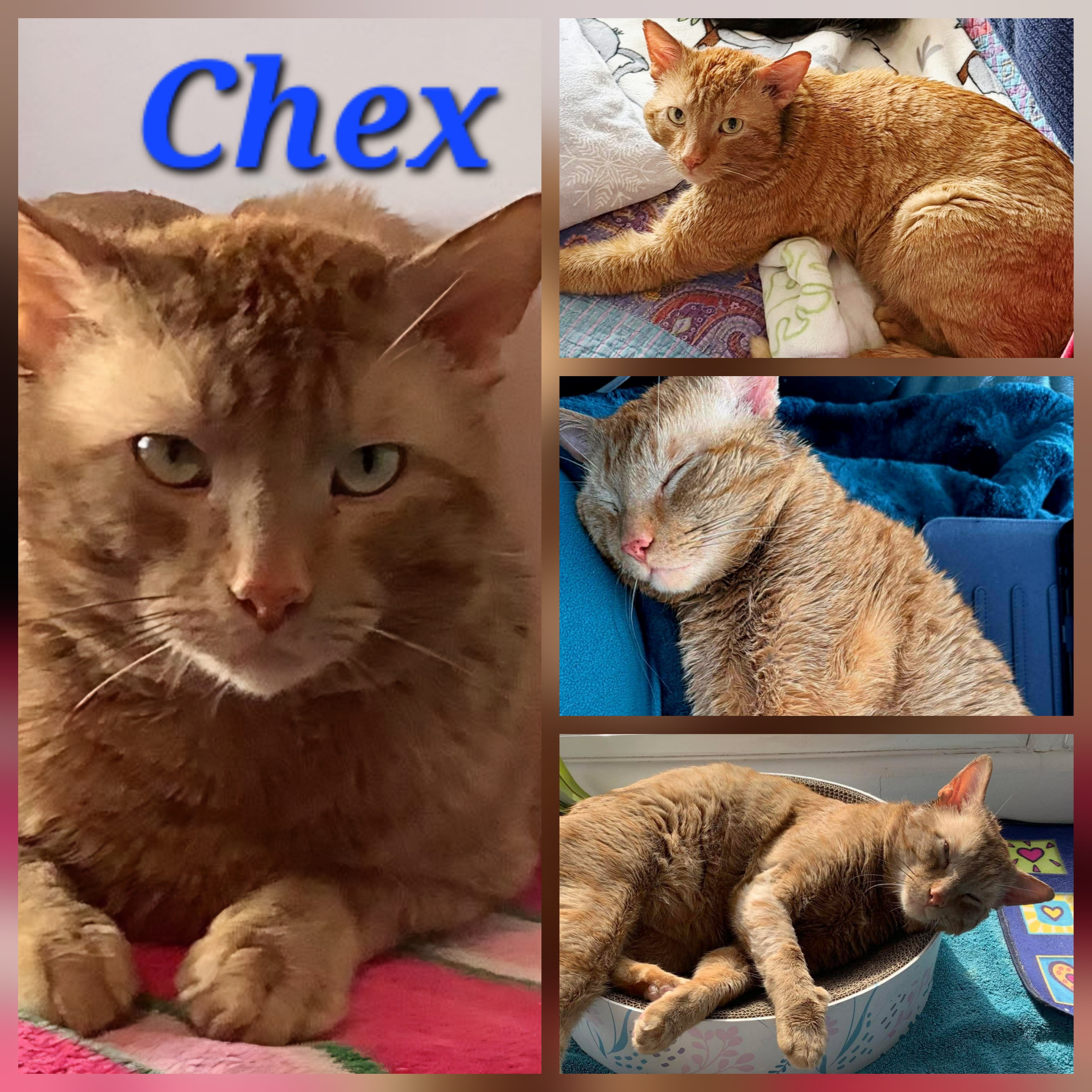 Chex