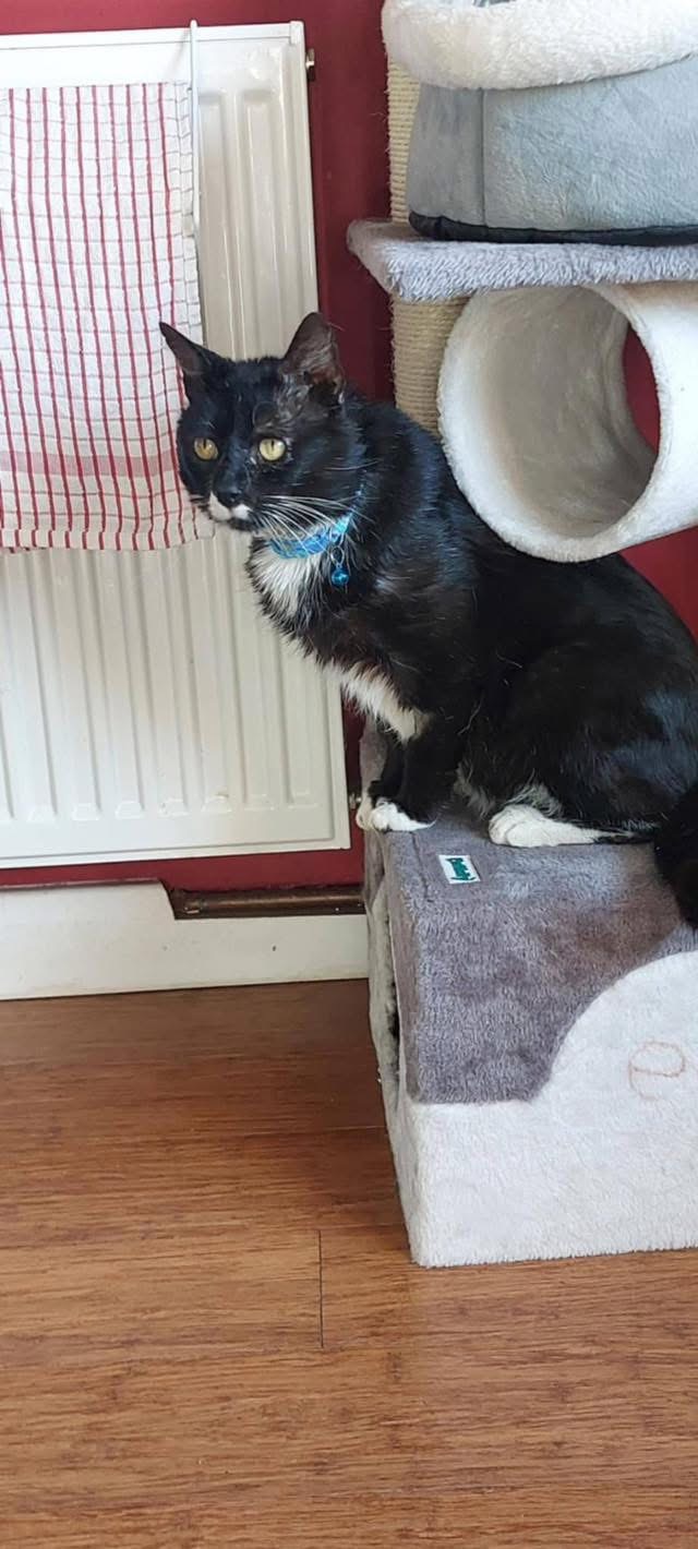 Hugo
