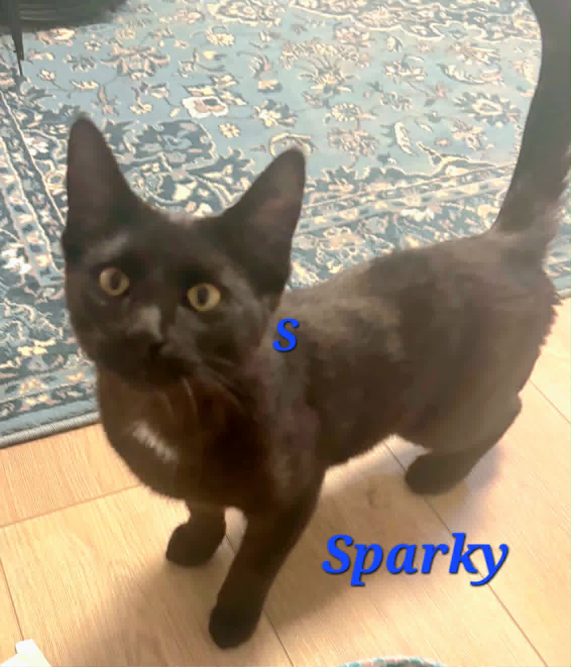 Sparky