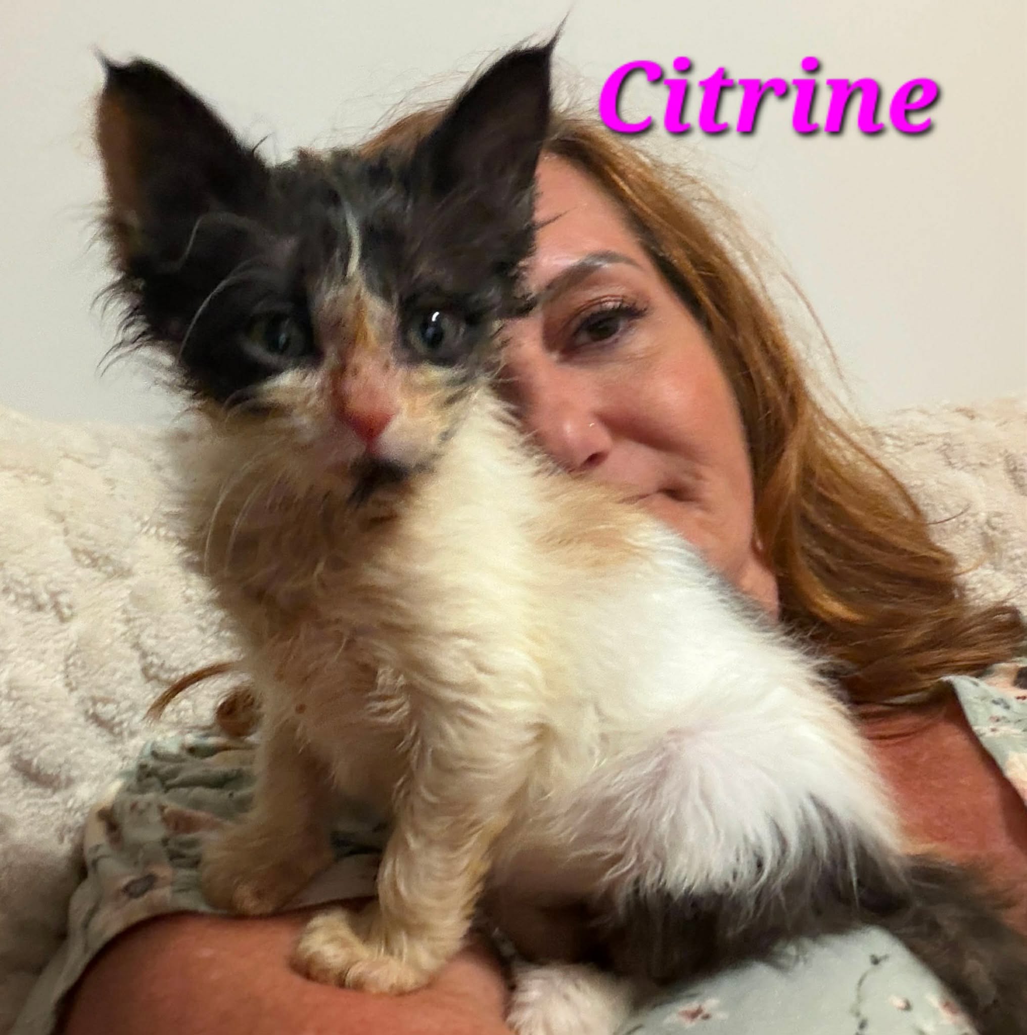 Citrine - (mom Amber)