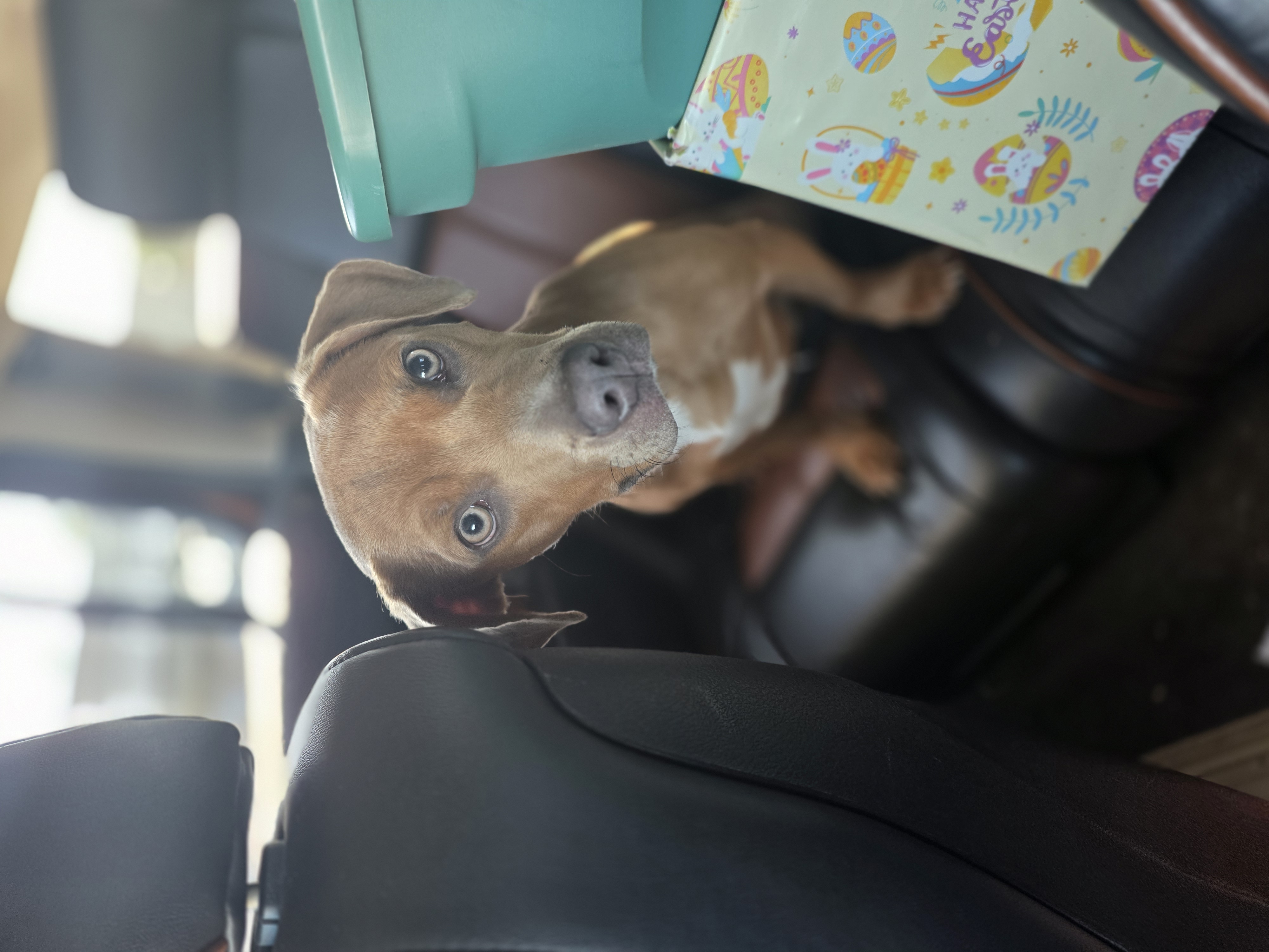 BASSET HOUND, WEIMARANER