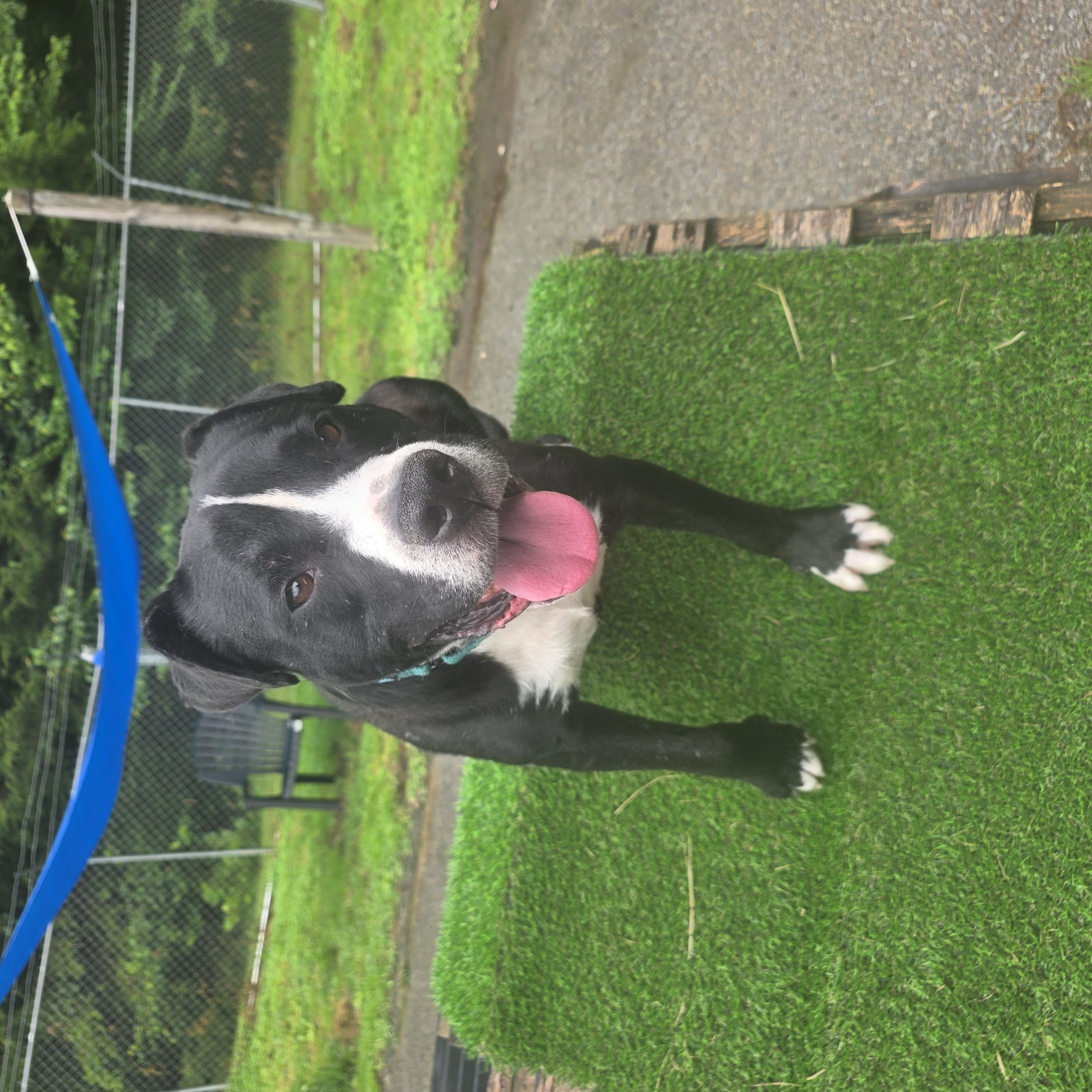 Thor, photo 2