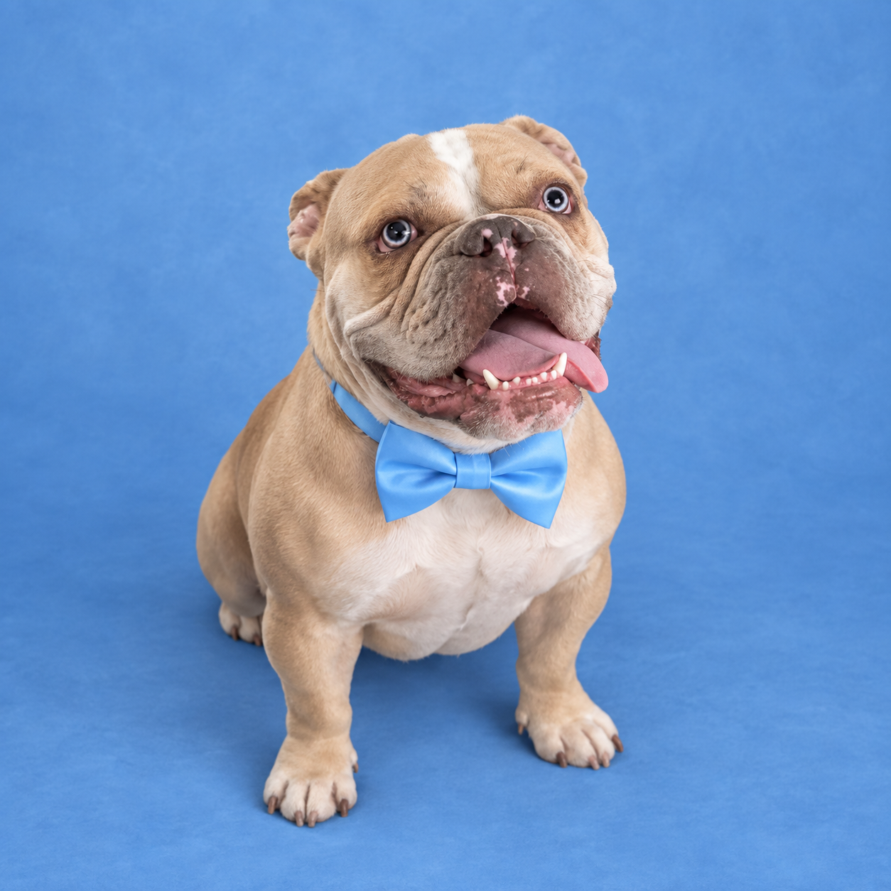 OLDE ENGLISH BULLDOGGE