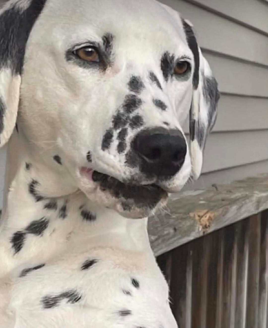 DALMATIAN