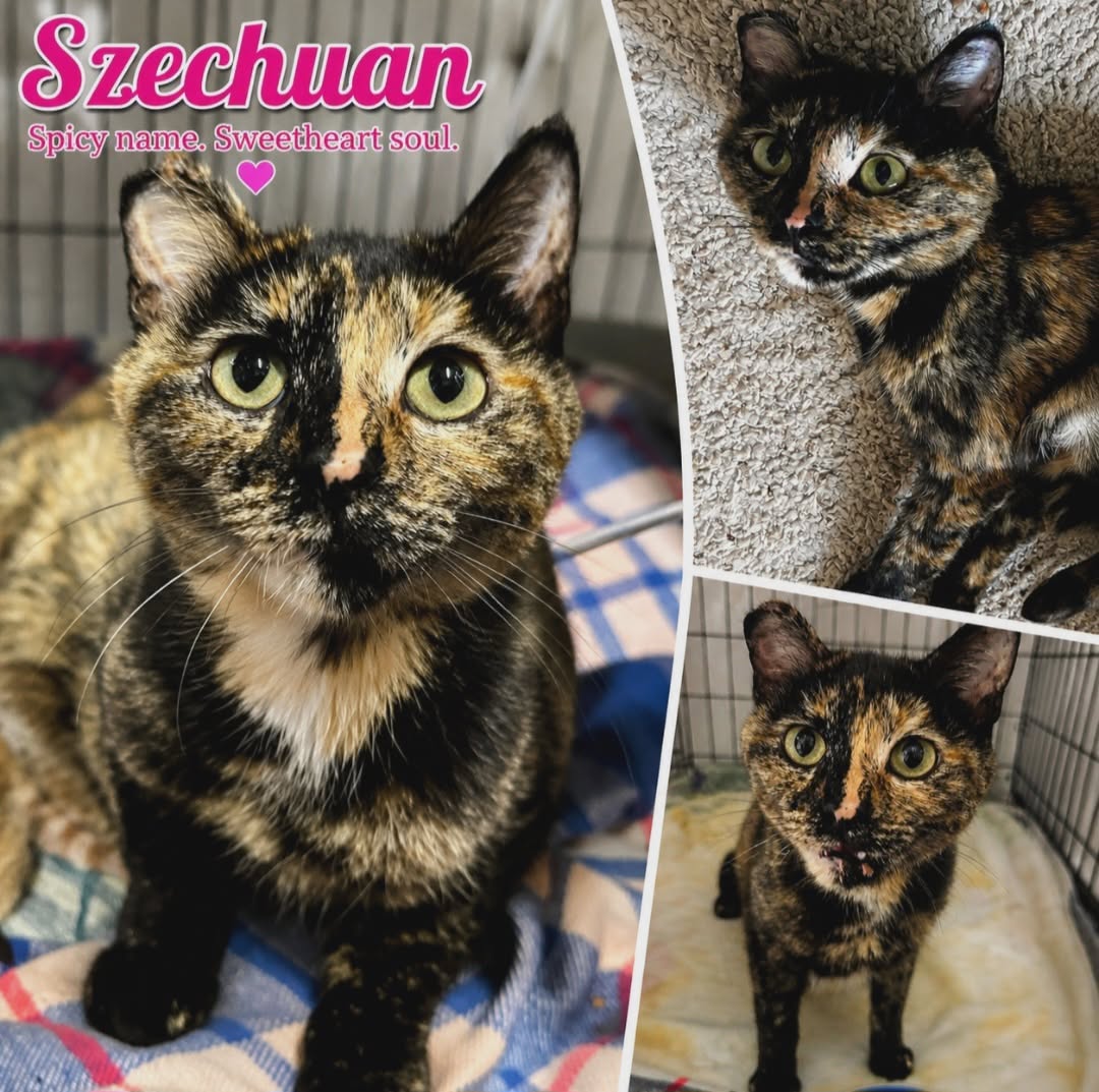 Szechuan