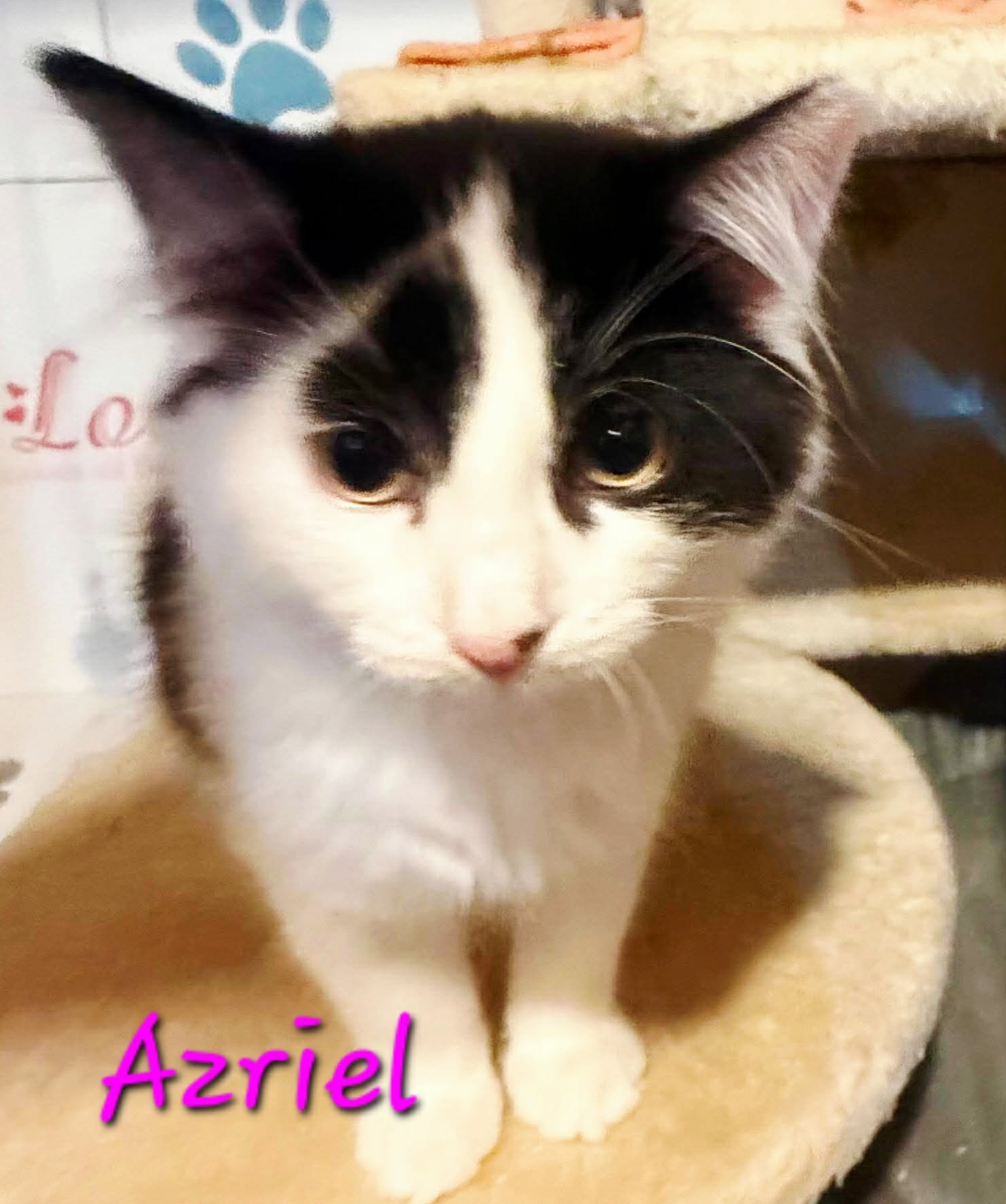 Azrael 
