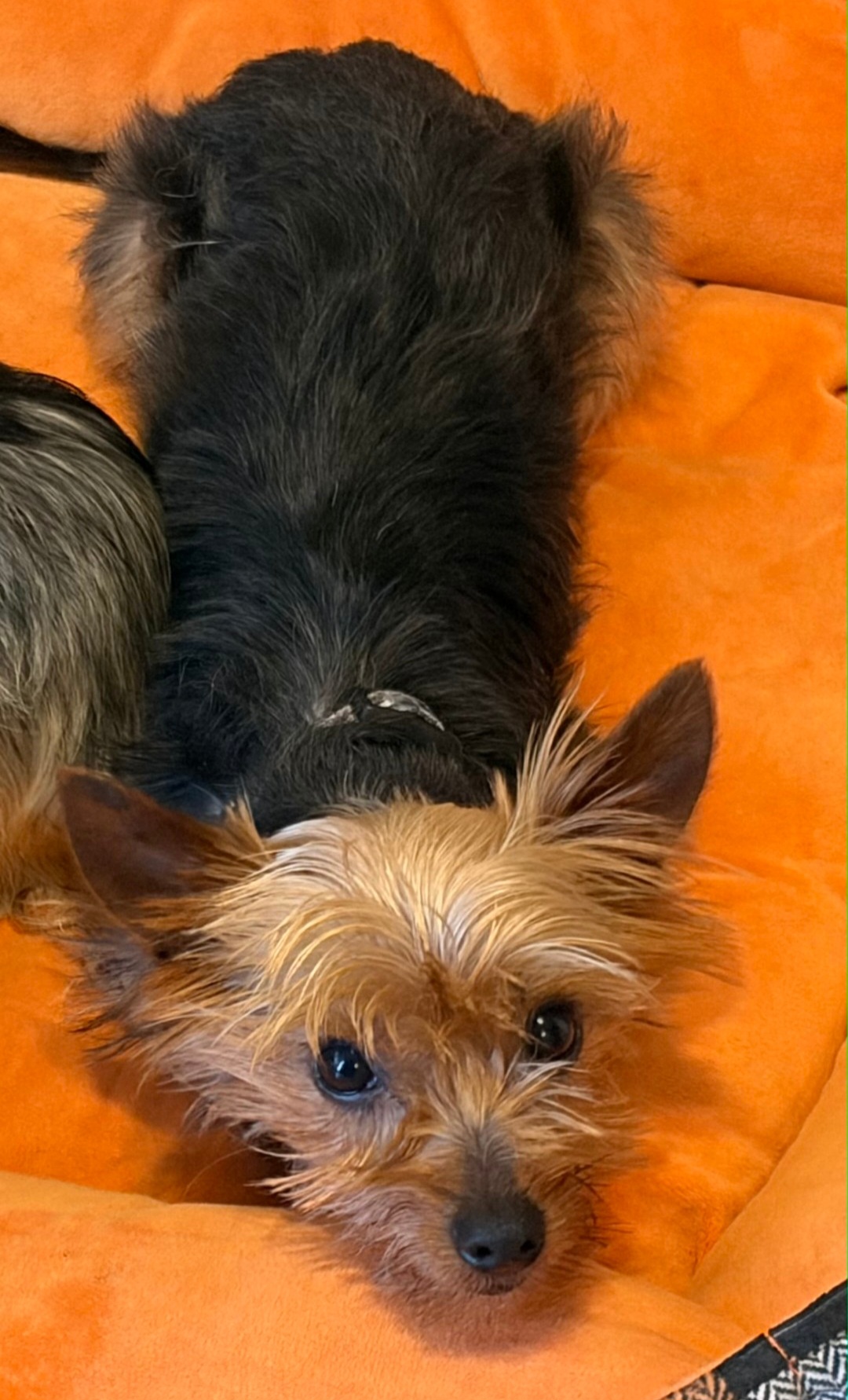 YORKSHIRE TERRIER