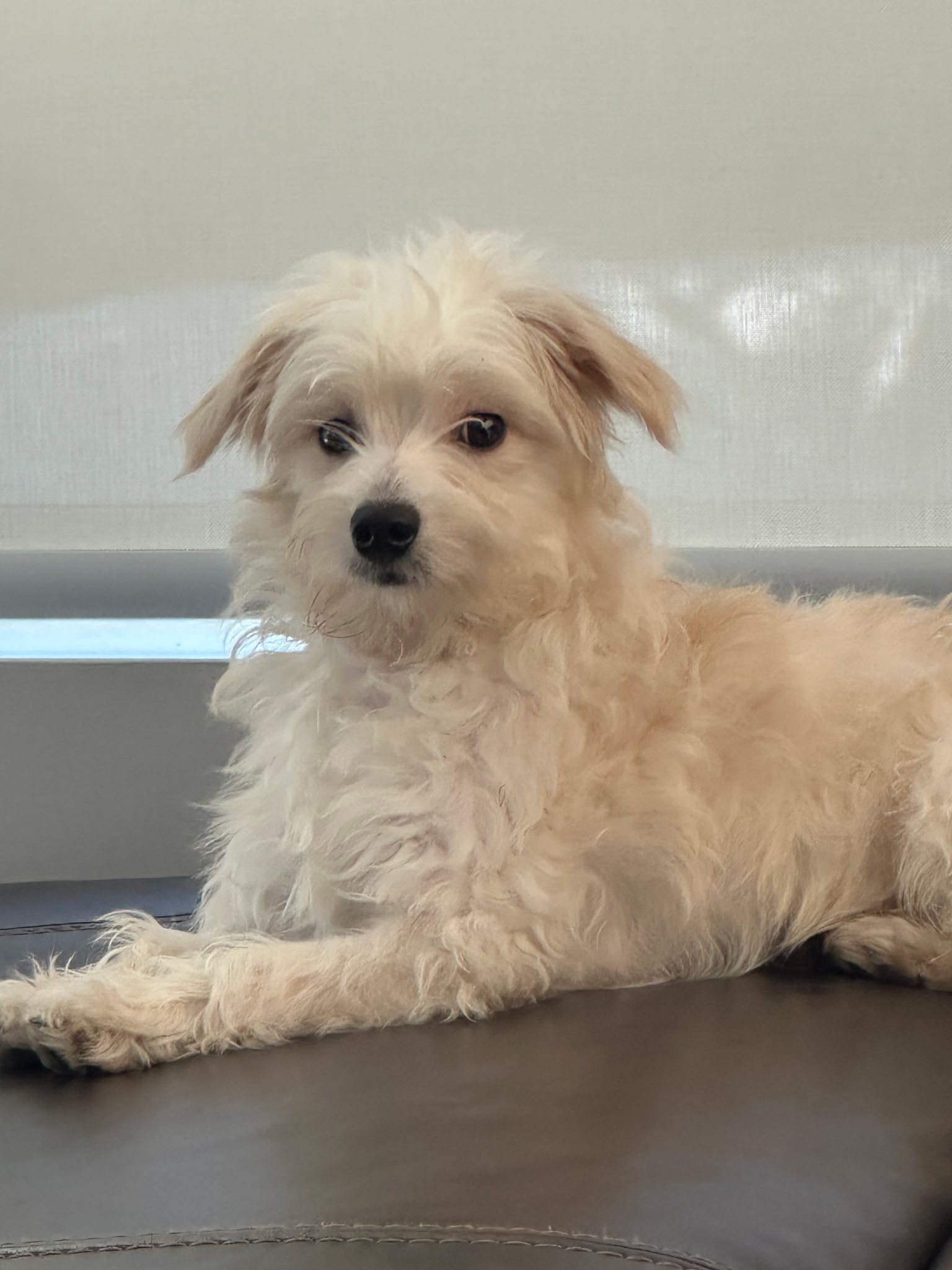 MINIATURE AUSTRIALIAN SHEPHERD, BICHON FRISE