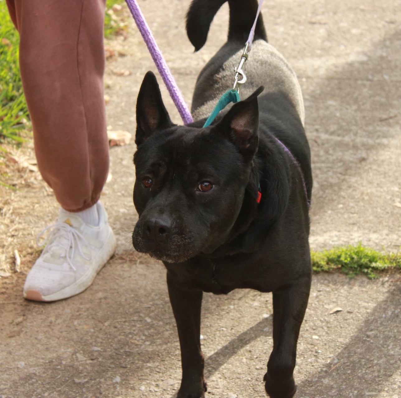 Bruno: Adopt or Forever Foster