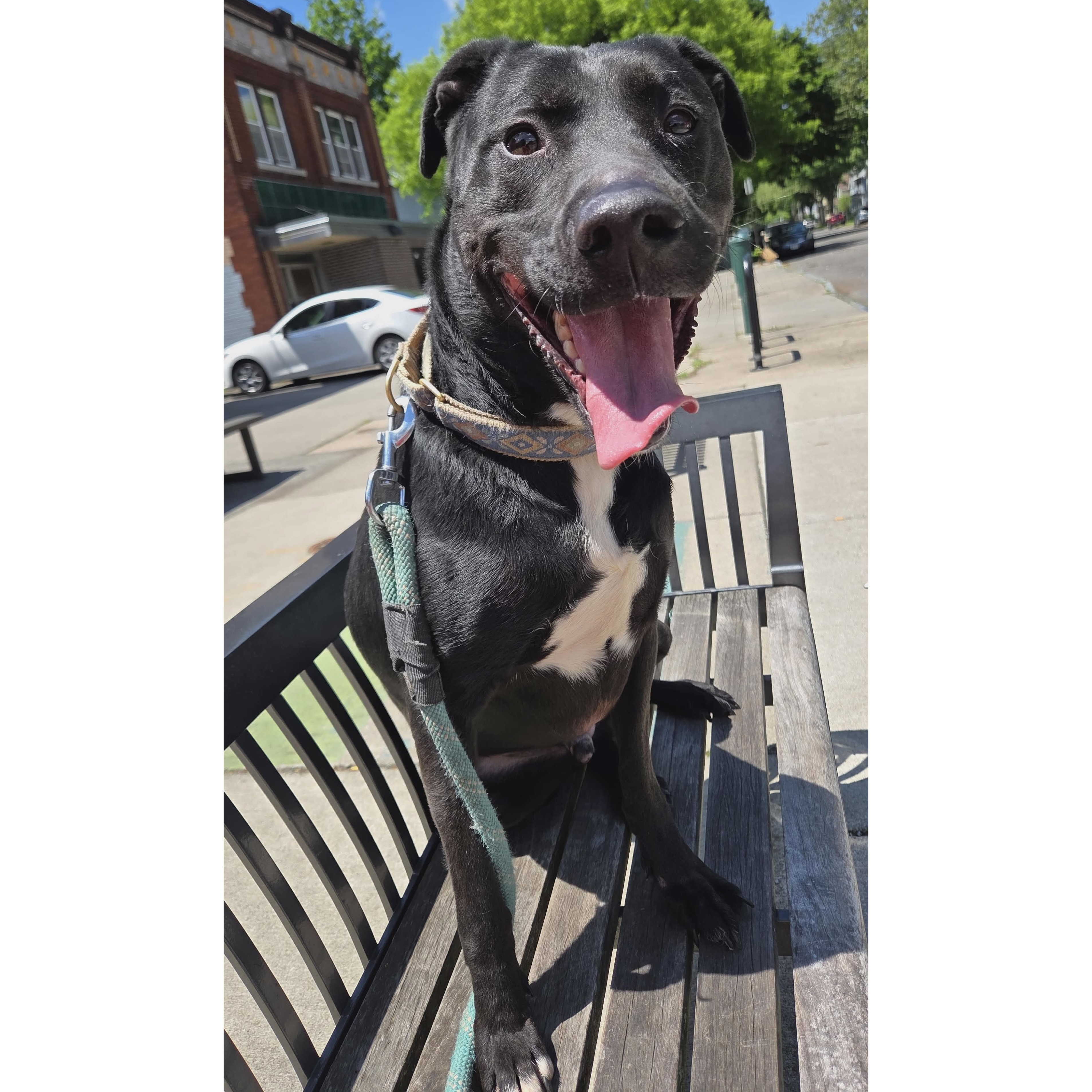 Alphie: Adopt or Forever Foster