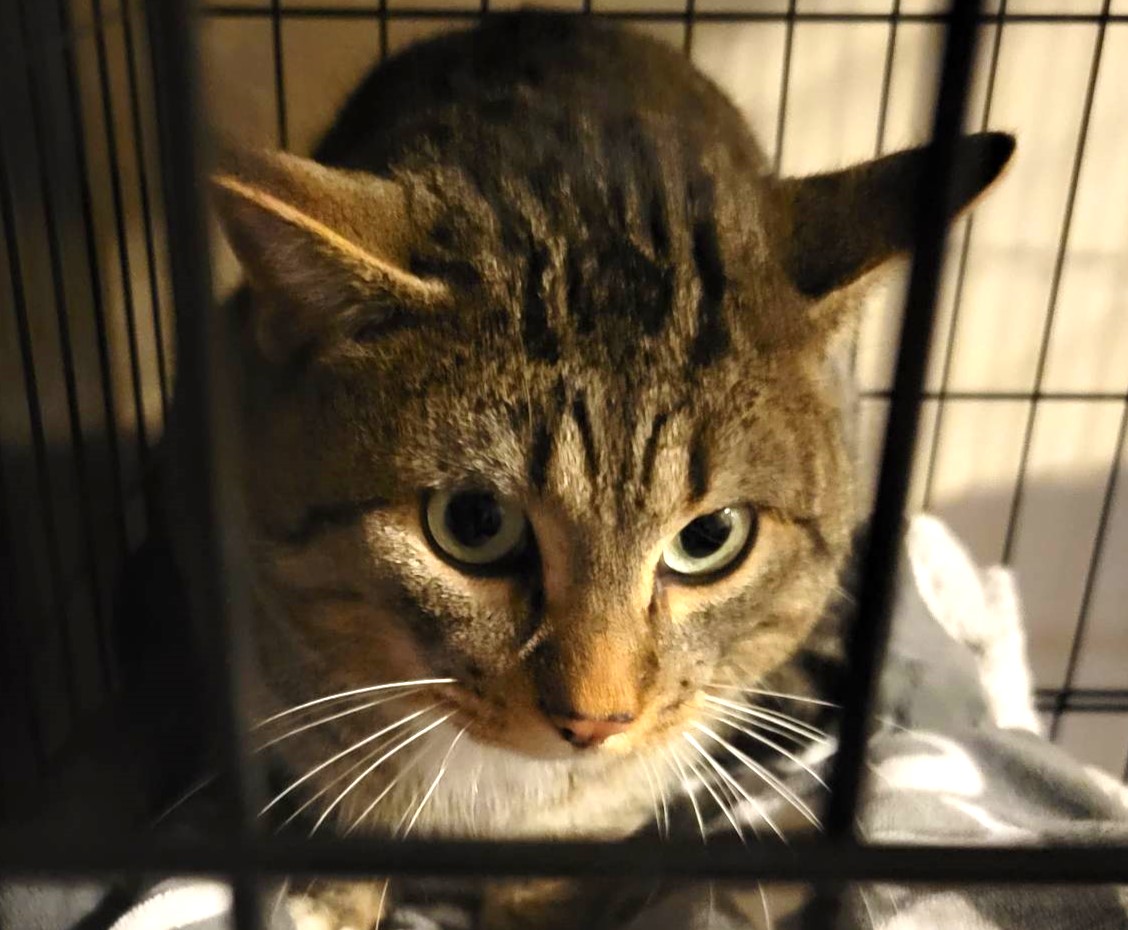 Young Cats Needing a Forever Home - Edmonton Cold Weather Animal Rescue