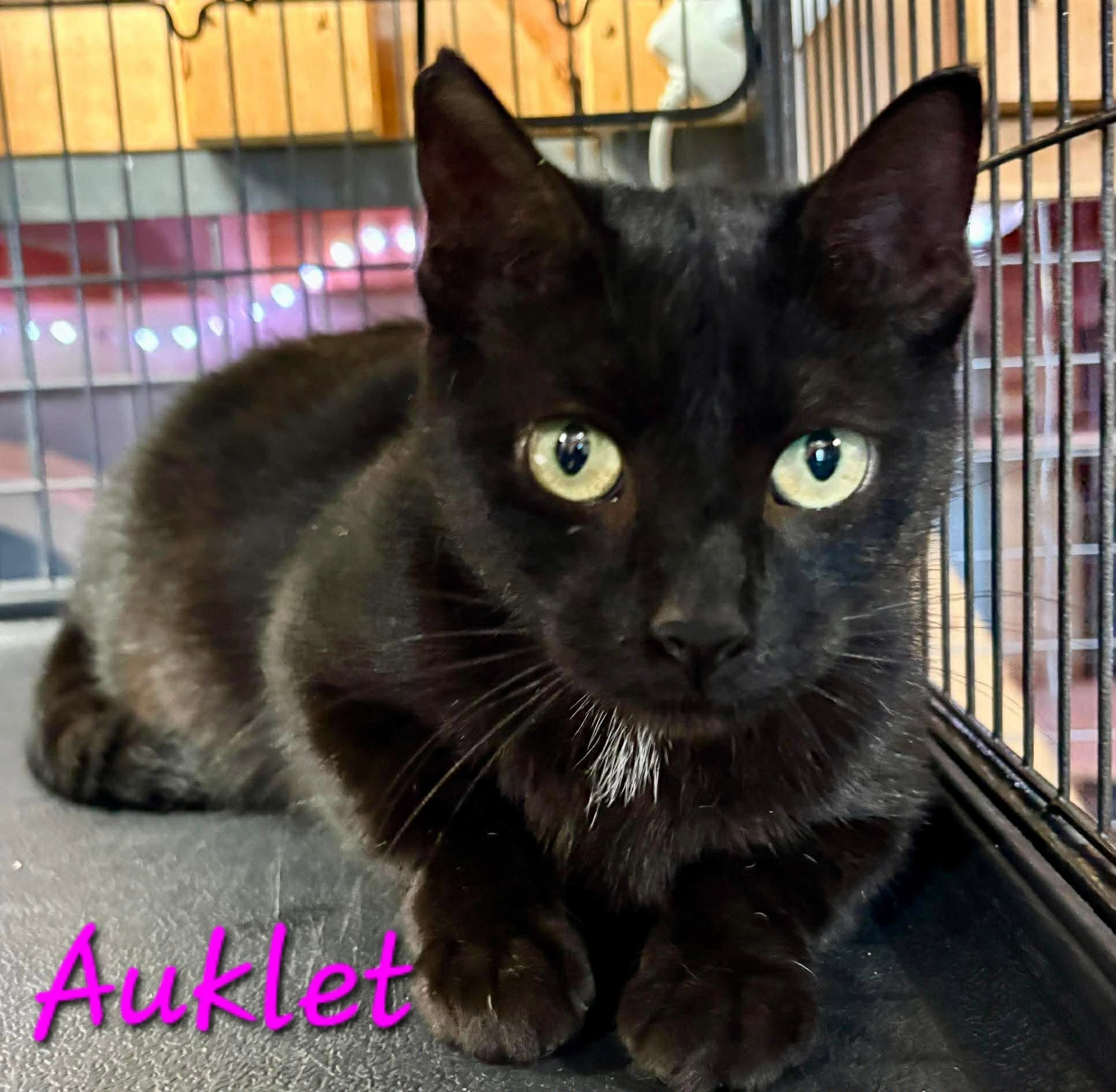 Auklet