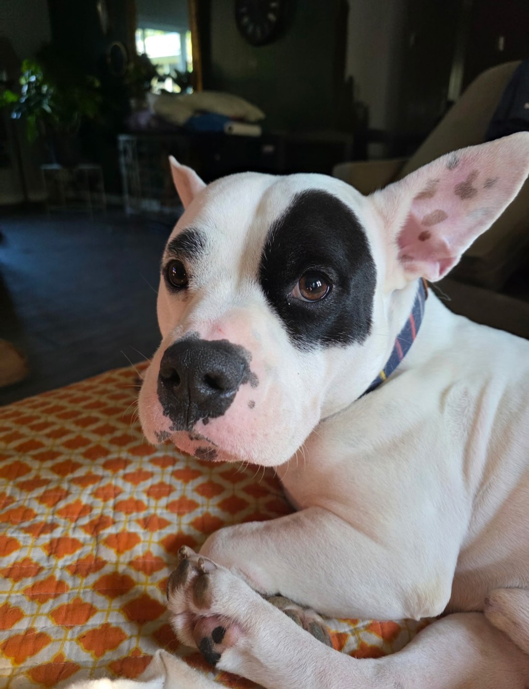 AMERICAN STAFFORDSHIRE TERRIER