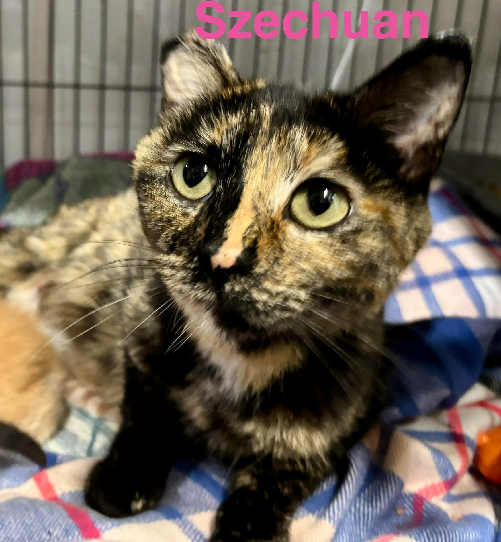 Szechuan