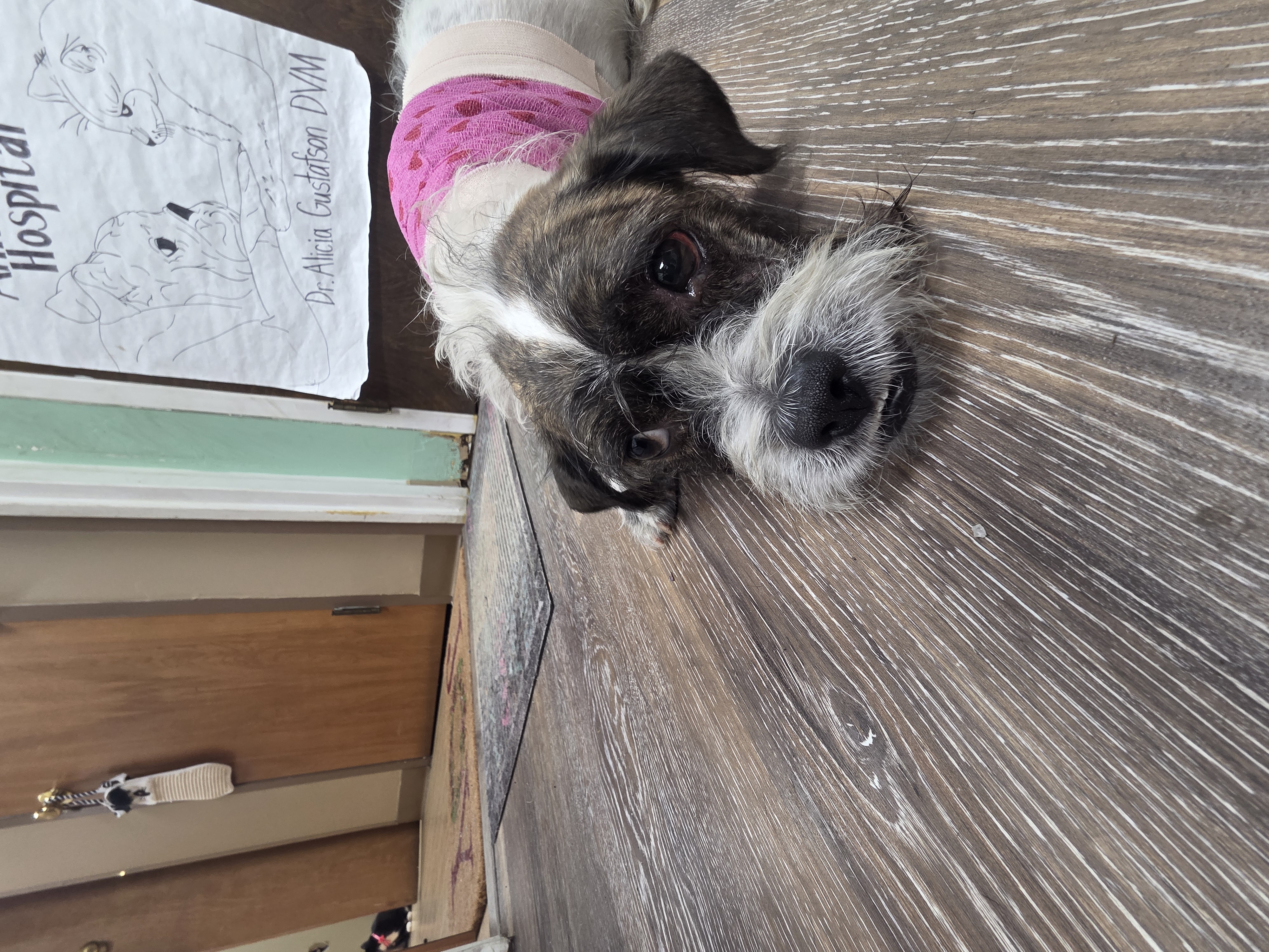 CAIRN TERRIER, WIRE FOX TERRIER, BRUSSELS GRIFFON