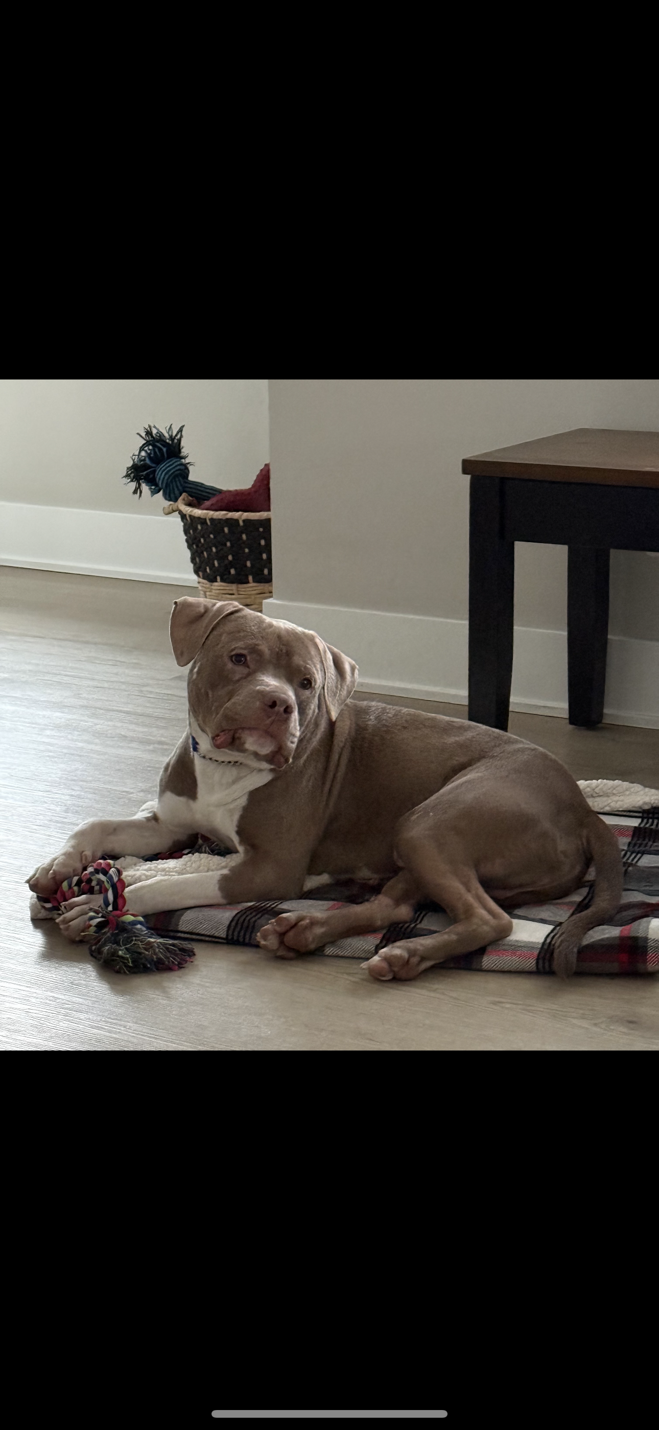 AMERICAN STAFFORDSHIRE TERRIER