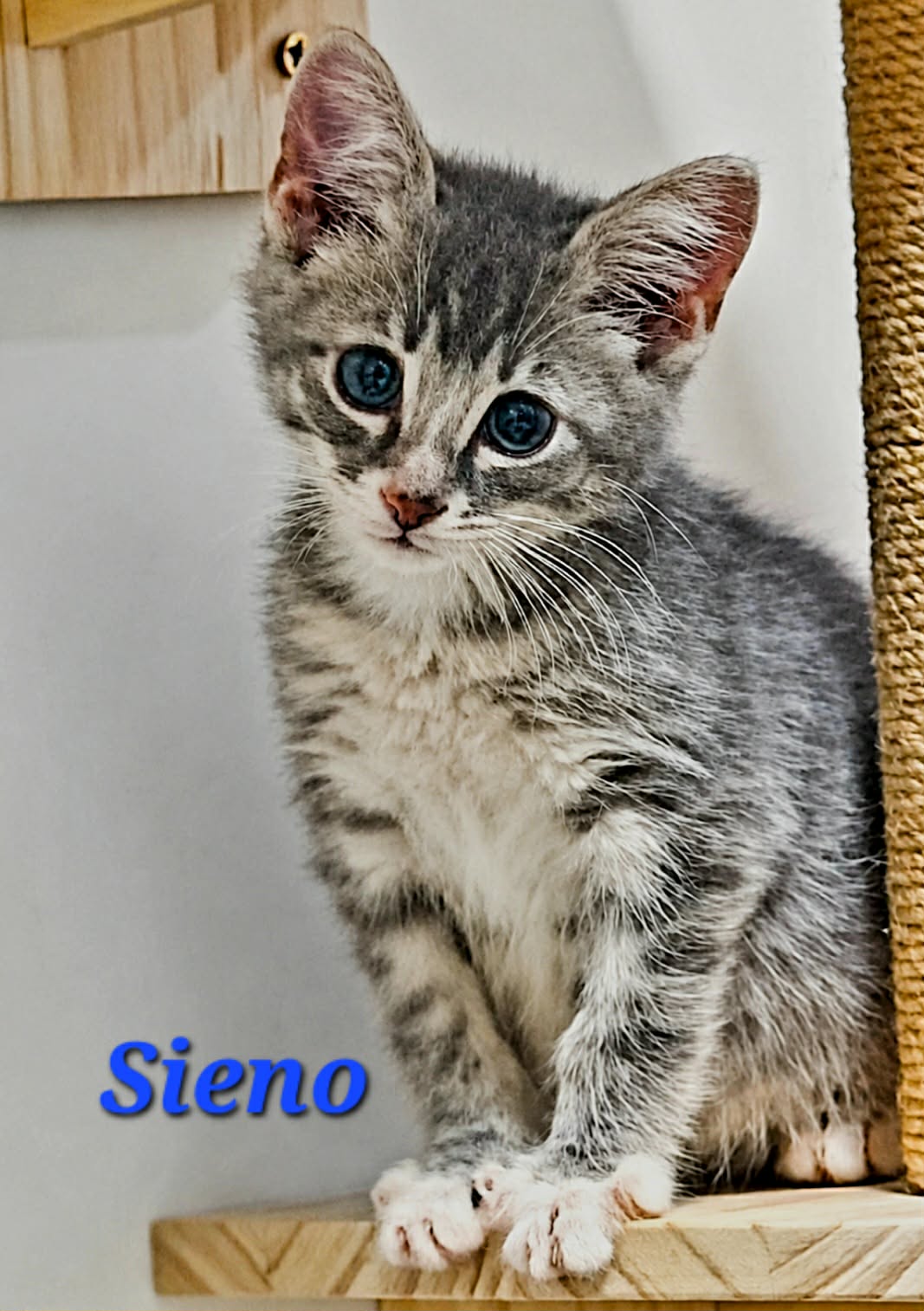 Sieno