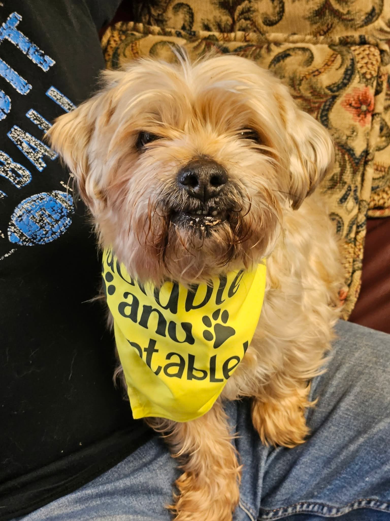 YORKSHIRE TERRIER