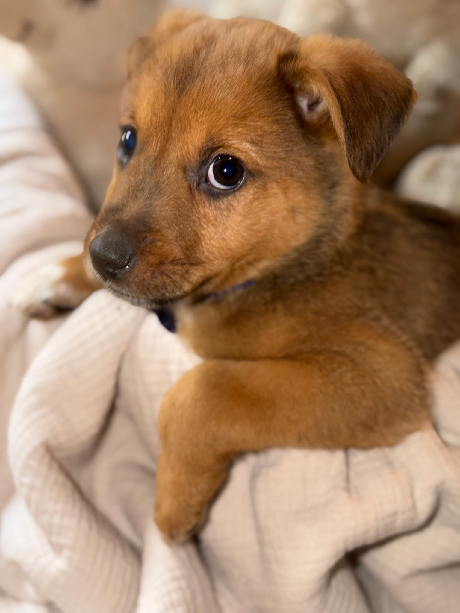 SHETLAND SHEEPDOG, AUSTRALIAN SHEPHERD