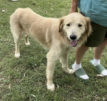 Augustus "Augie"